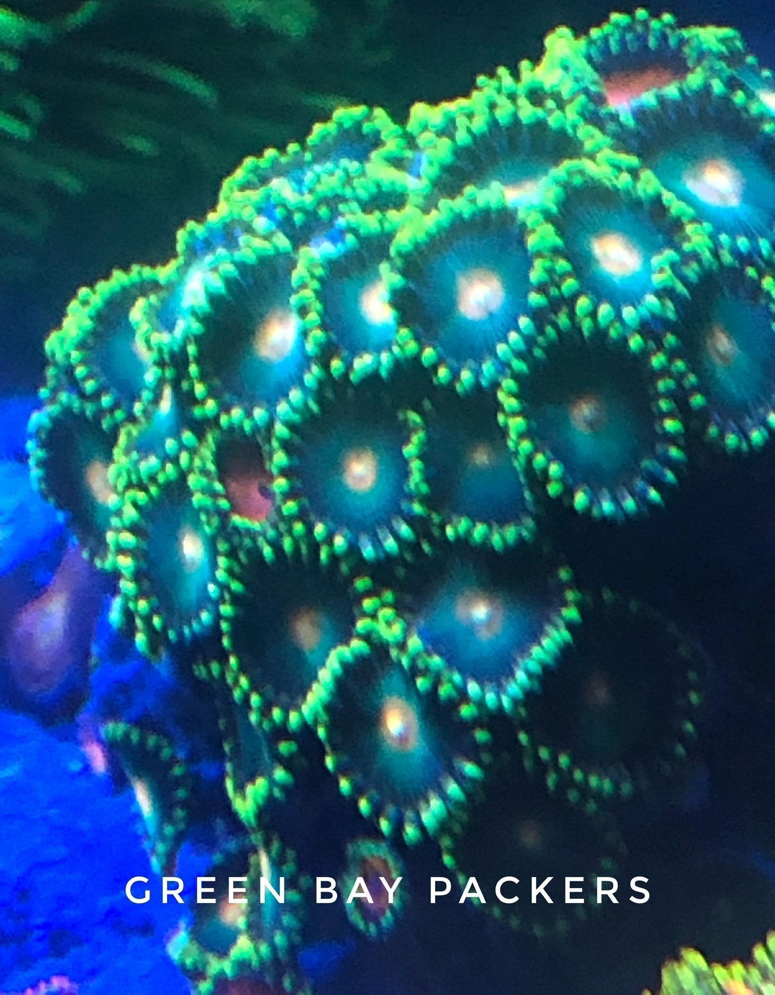 Green Bay Packers 4 Polyps
