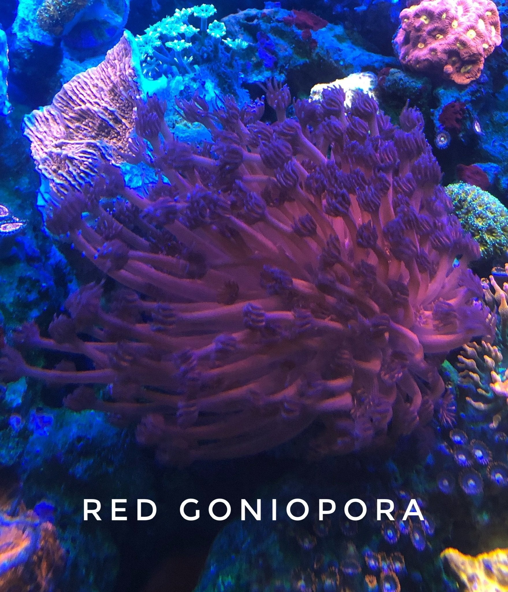 Redrum Goniopora