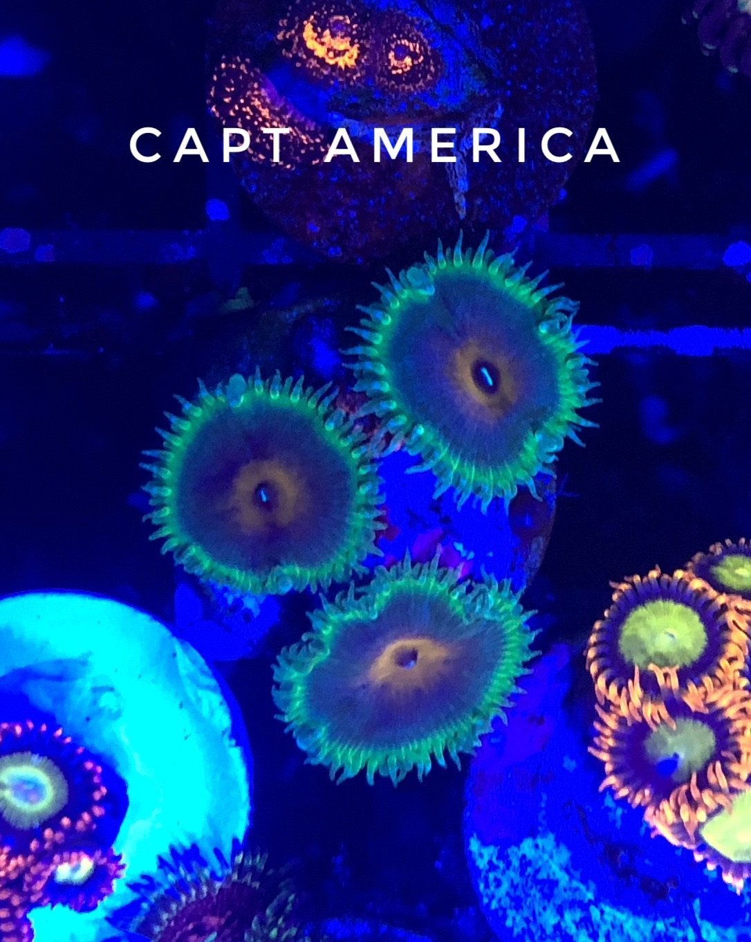 Capt' America (Designer)