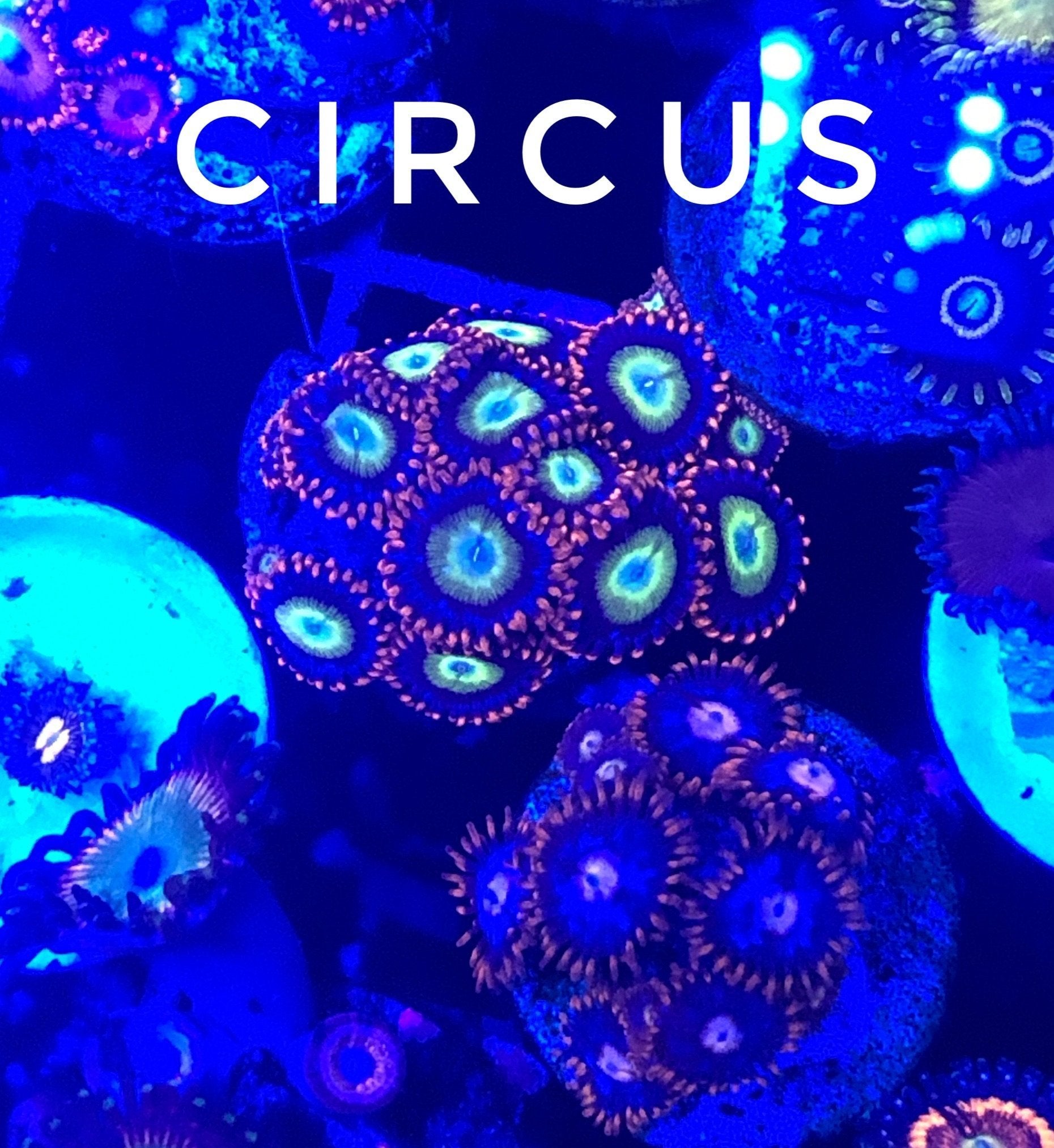 Circus