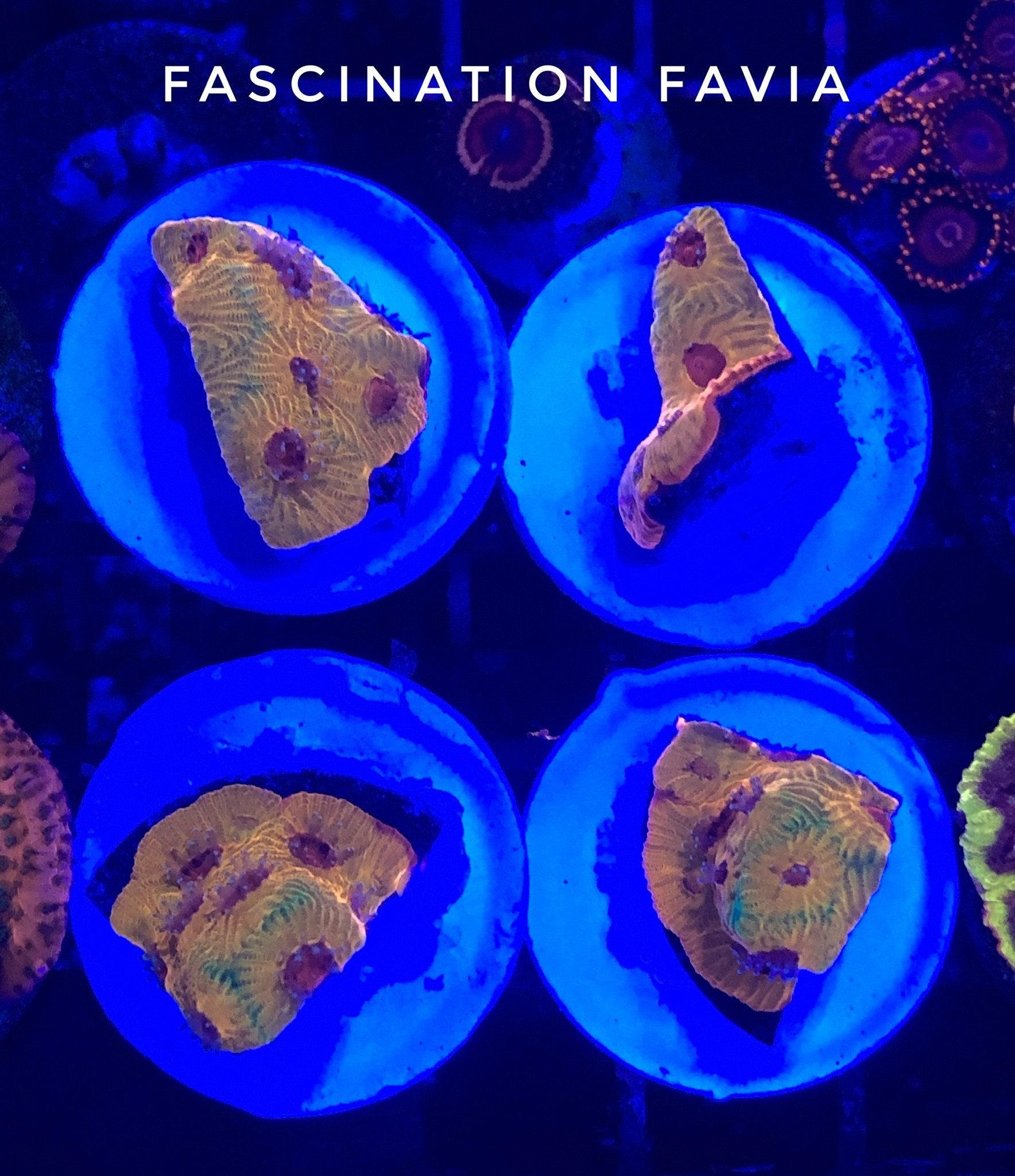 Fascination