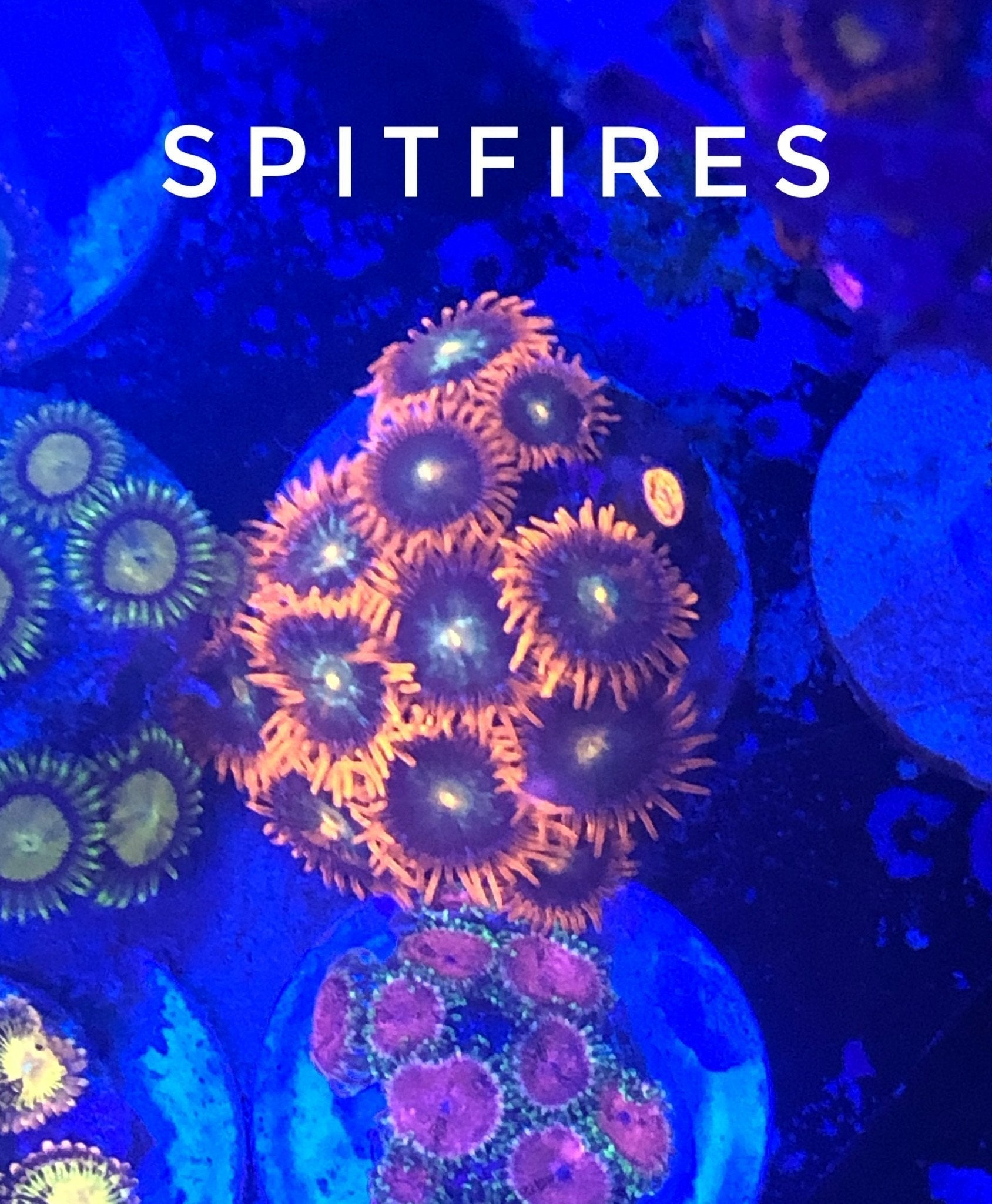 Spitfire Zoa (Designer)