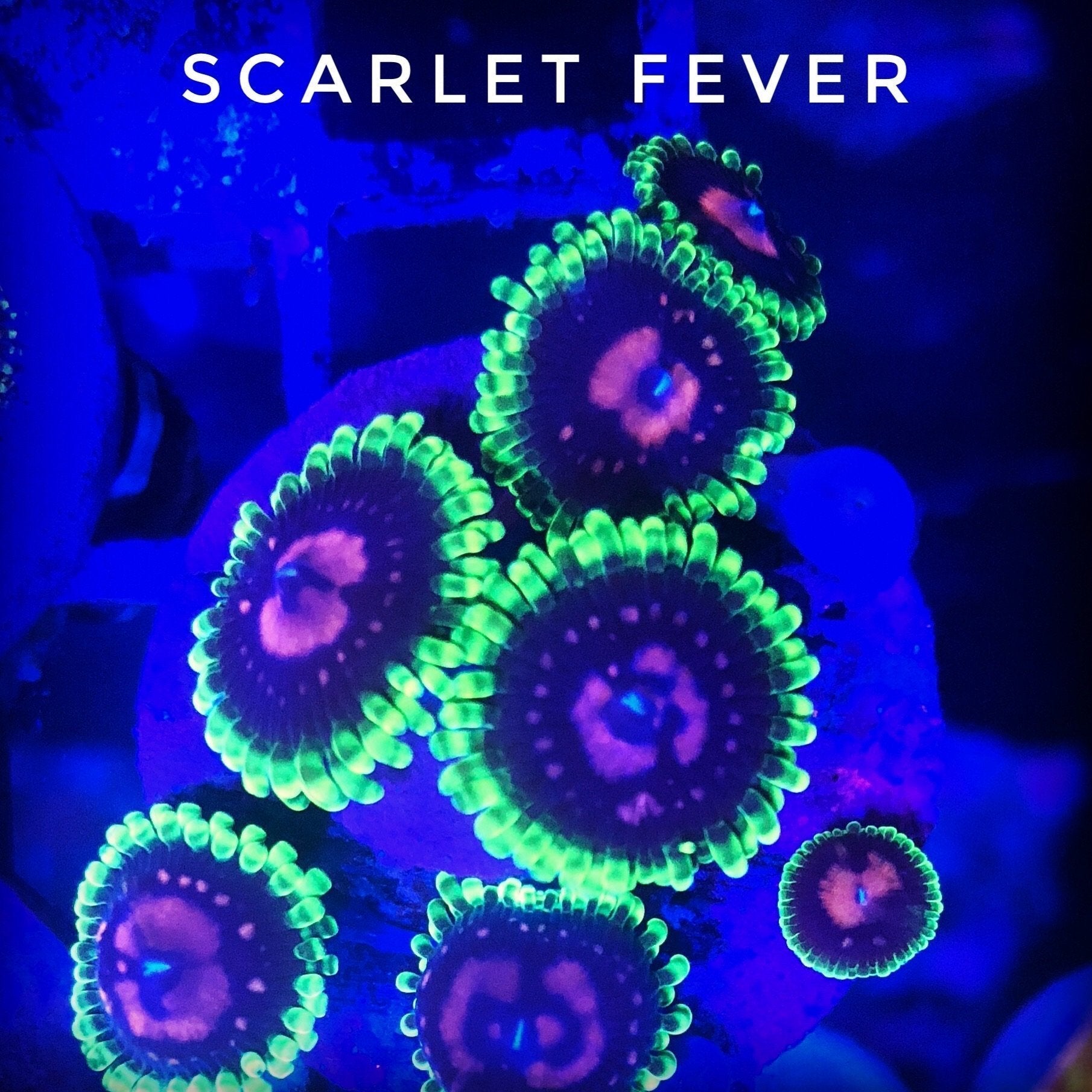 Scarlet Fever (Designer)