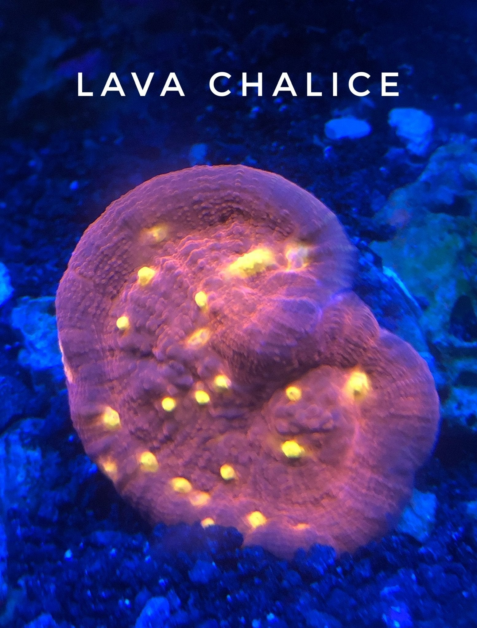 Lava Chalice