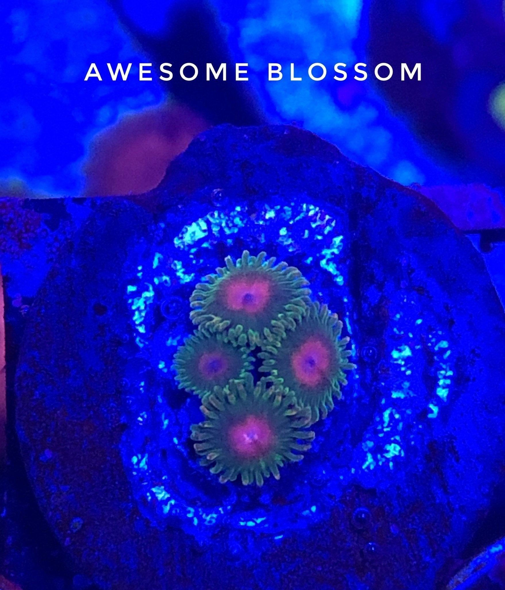 Awesome Blossom (Designer)