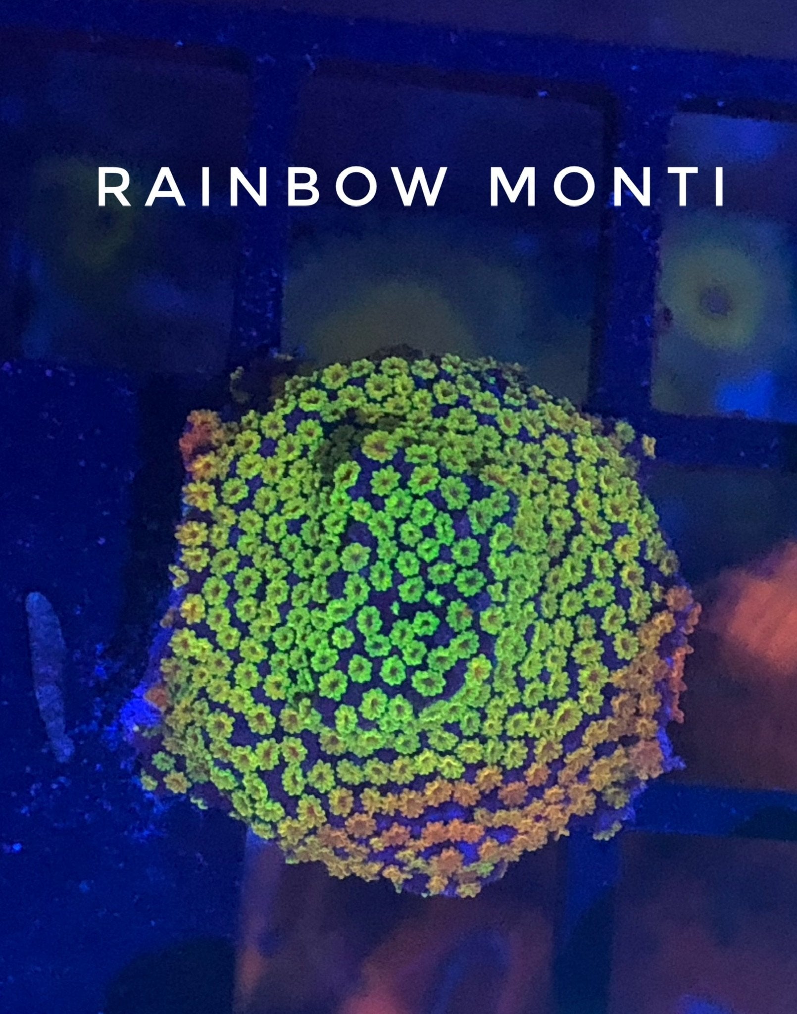 Atomic Sunrise Montipora