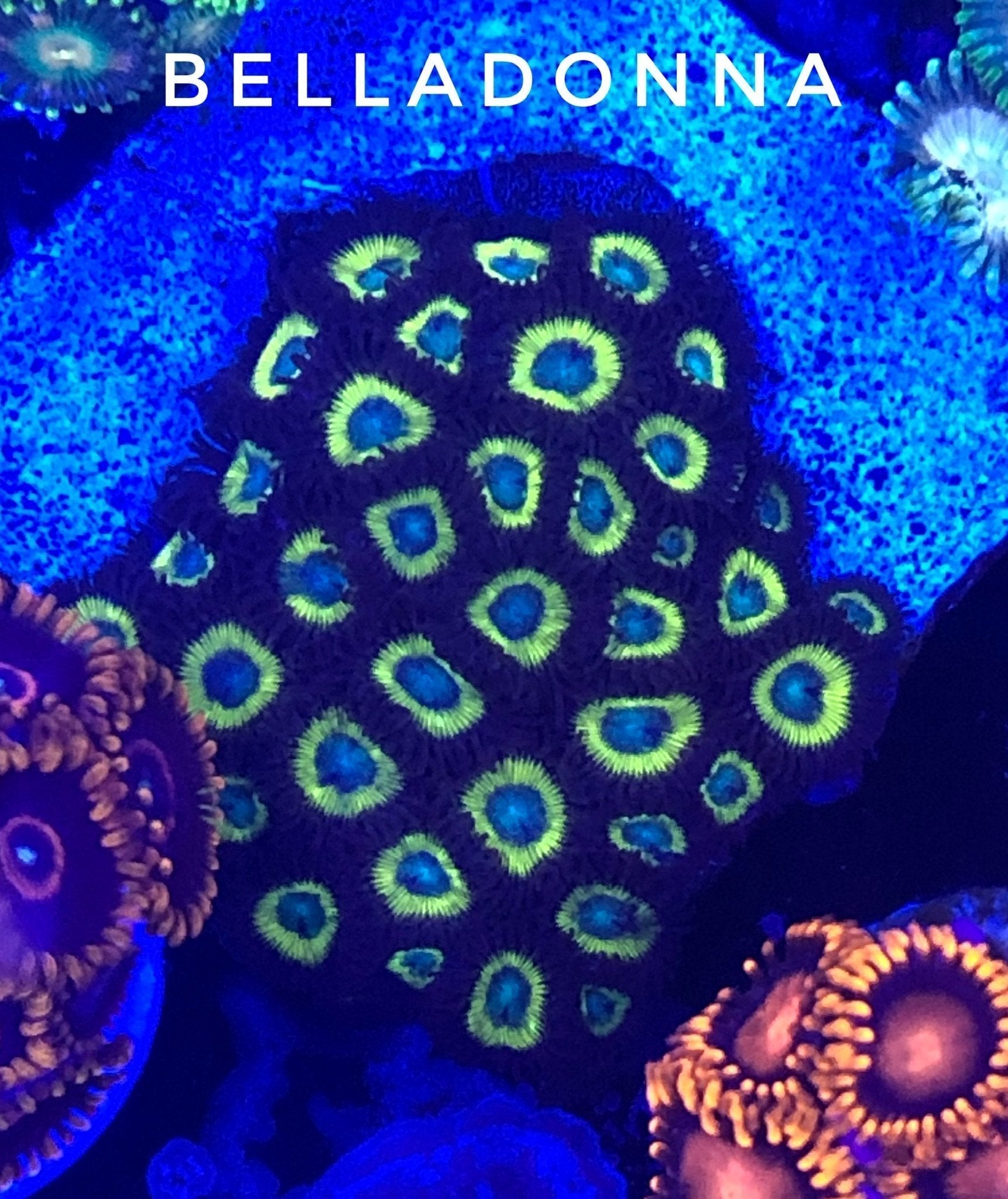 Belladonna