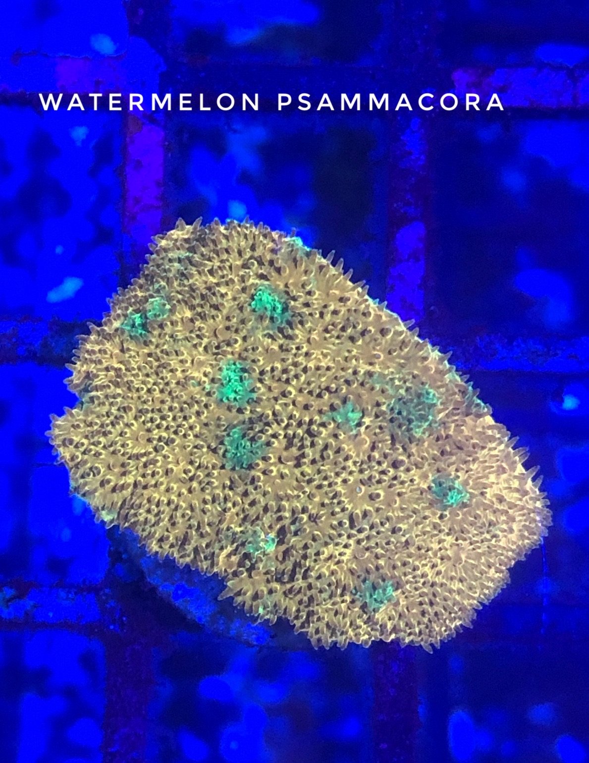 Watermelon Psammacora
