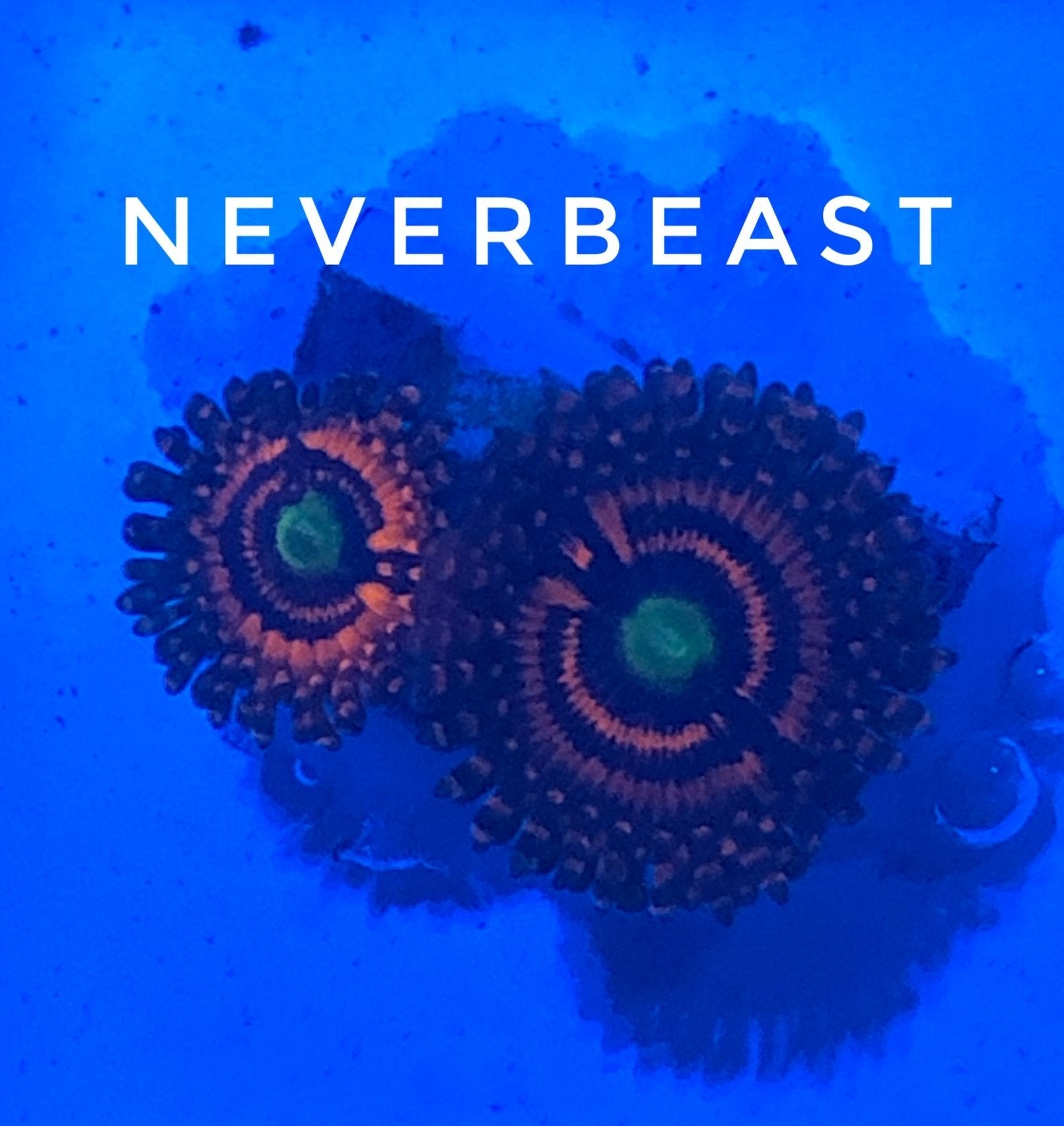NYRA Neverbeast (Designer)