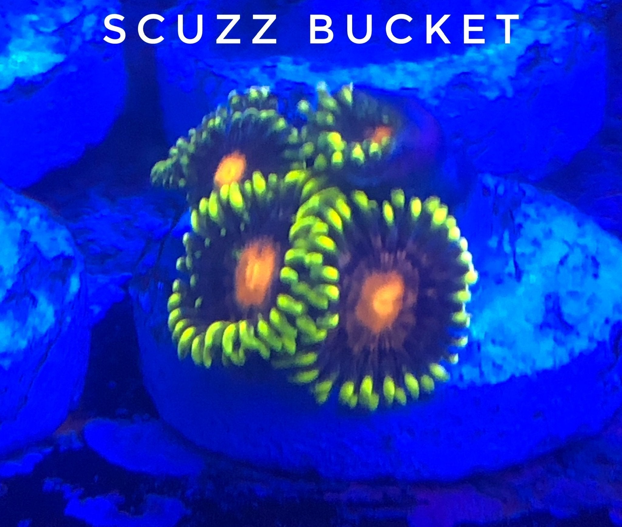 Scuzz Bucket