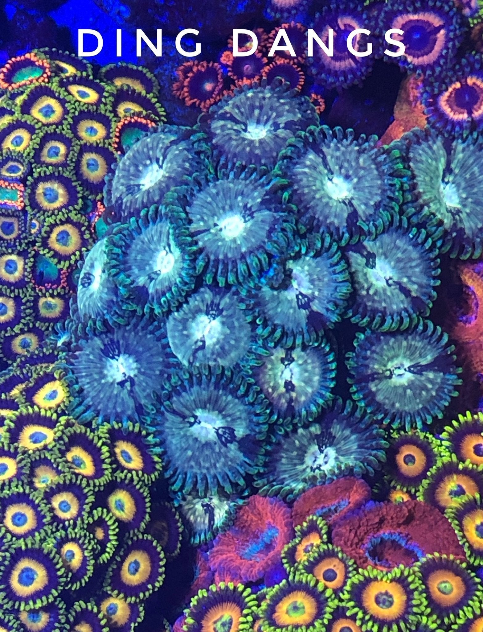 Hawaiian Ding Dang (Designer)
