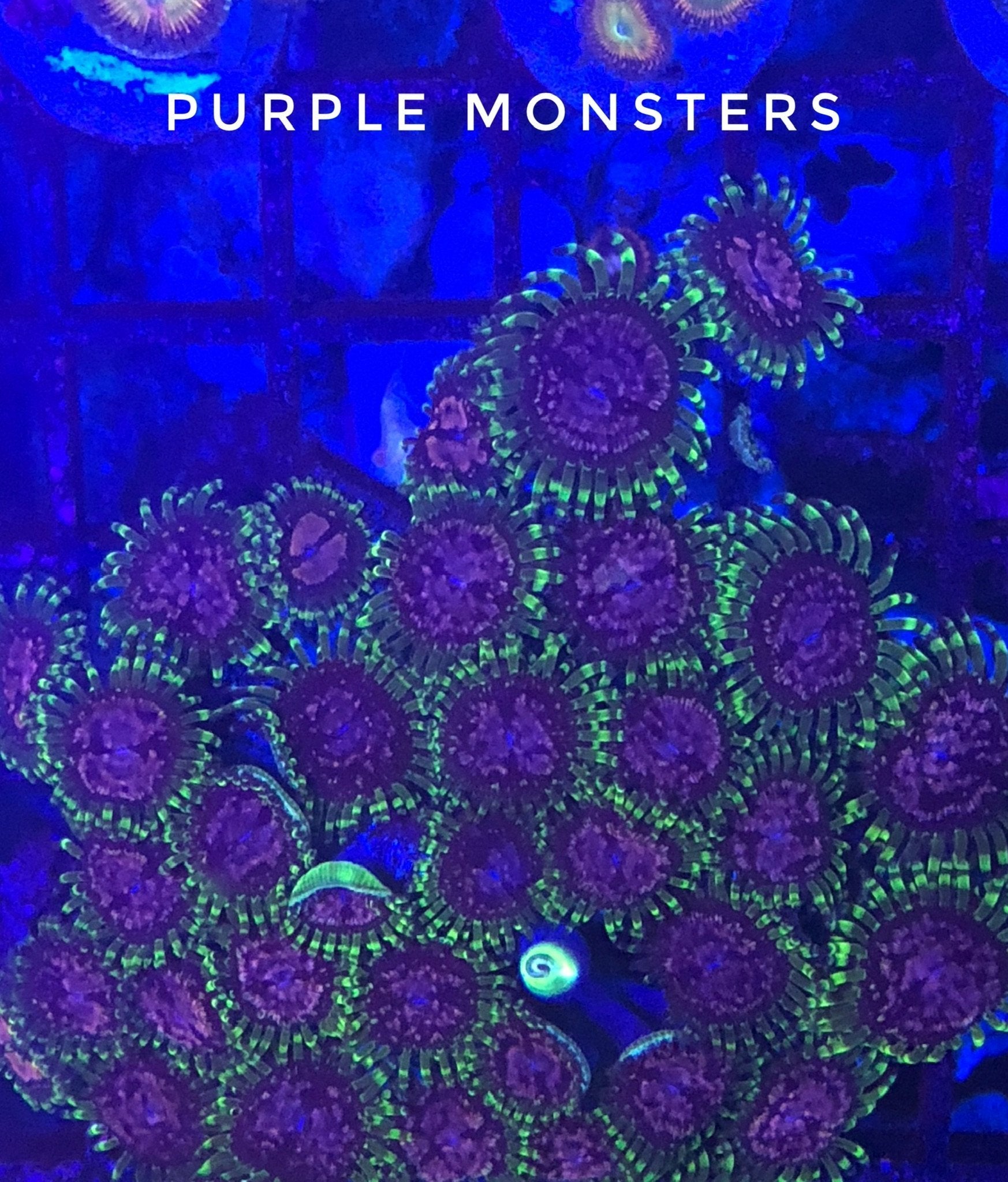 Purple Monster (Designer)