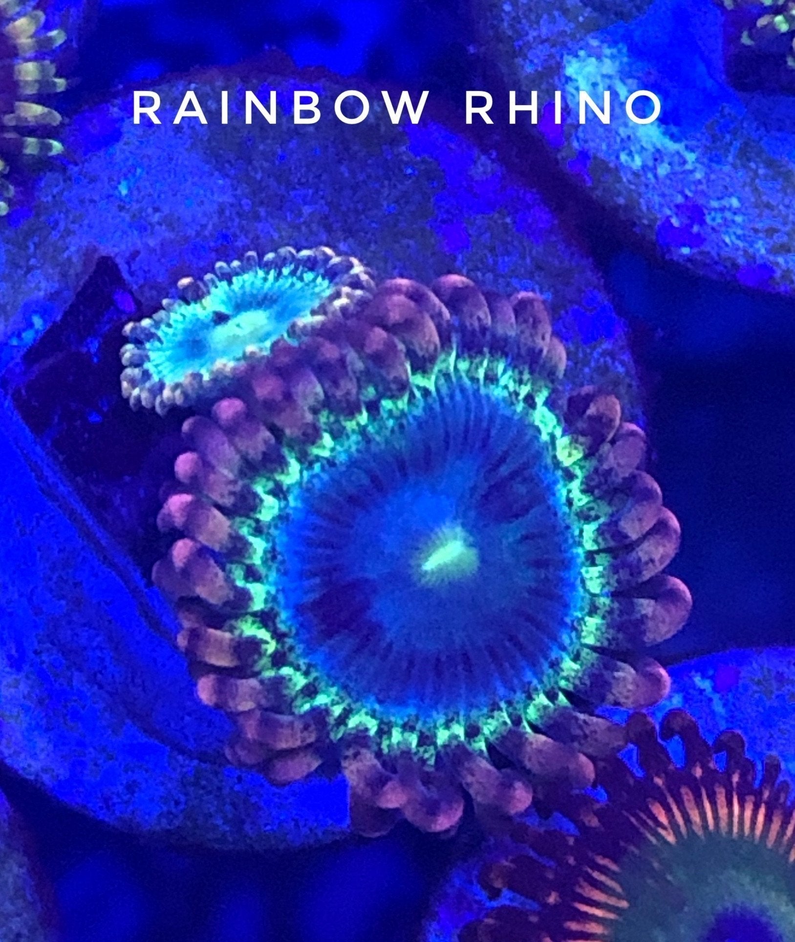 Rainbow Rhino (Designer)