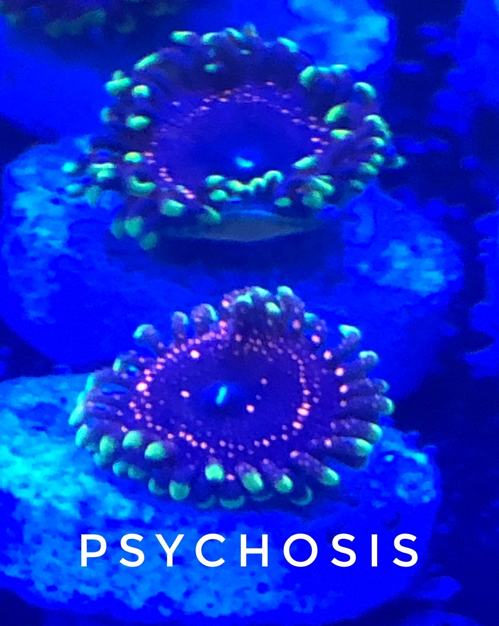 Psychosis (Designer)