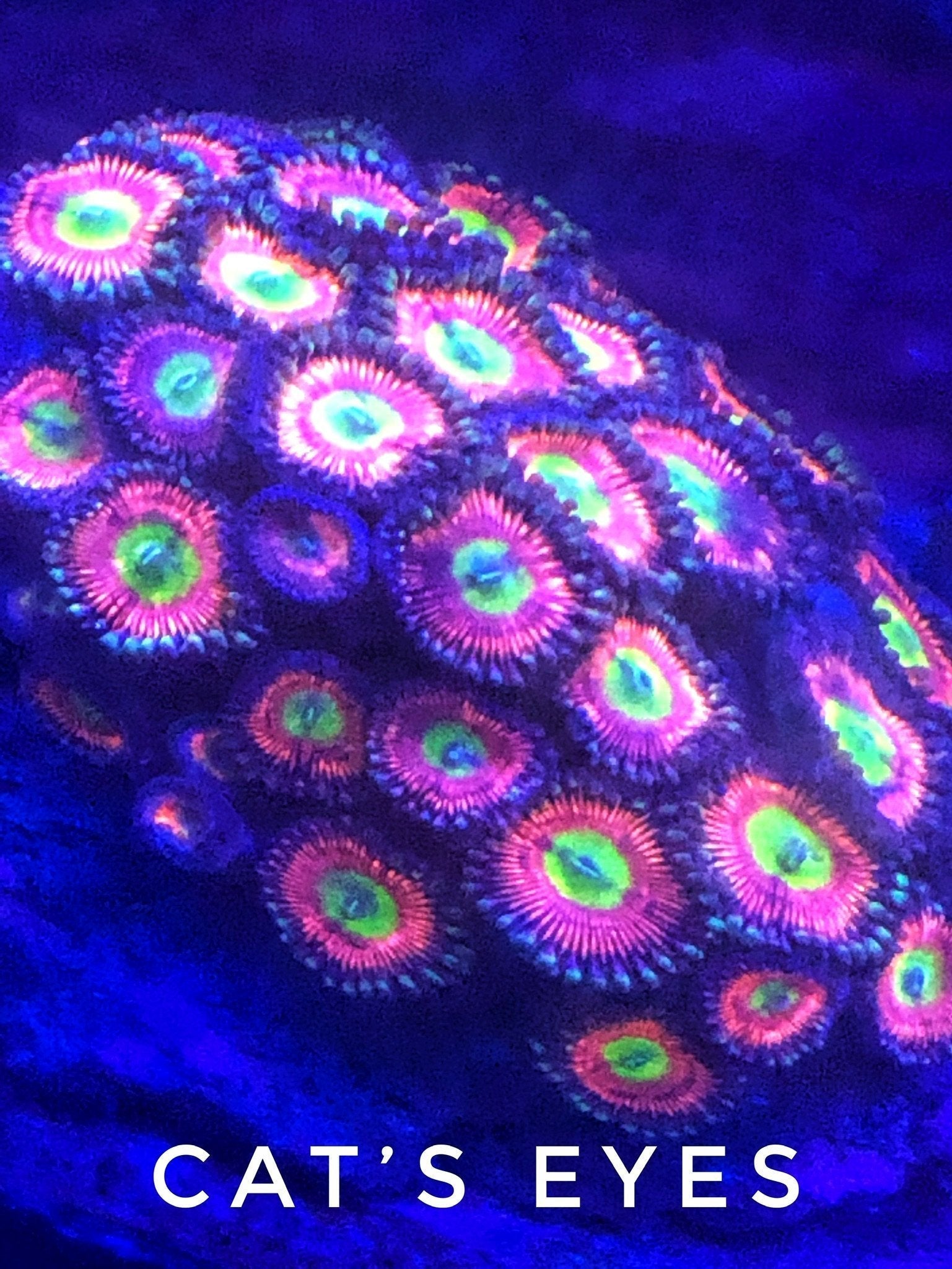 Cat's Eye (Designer)