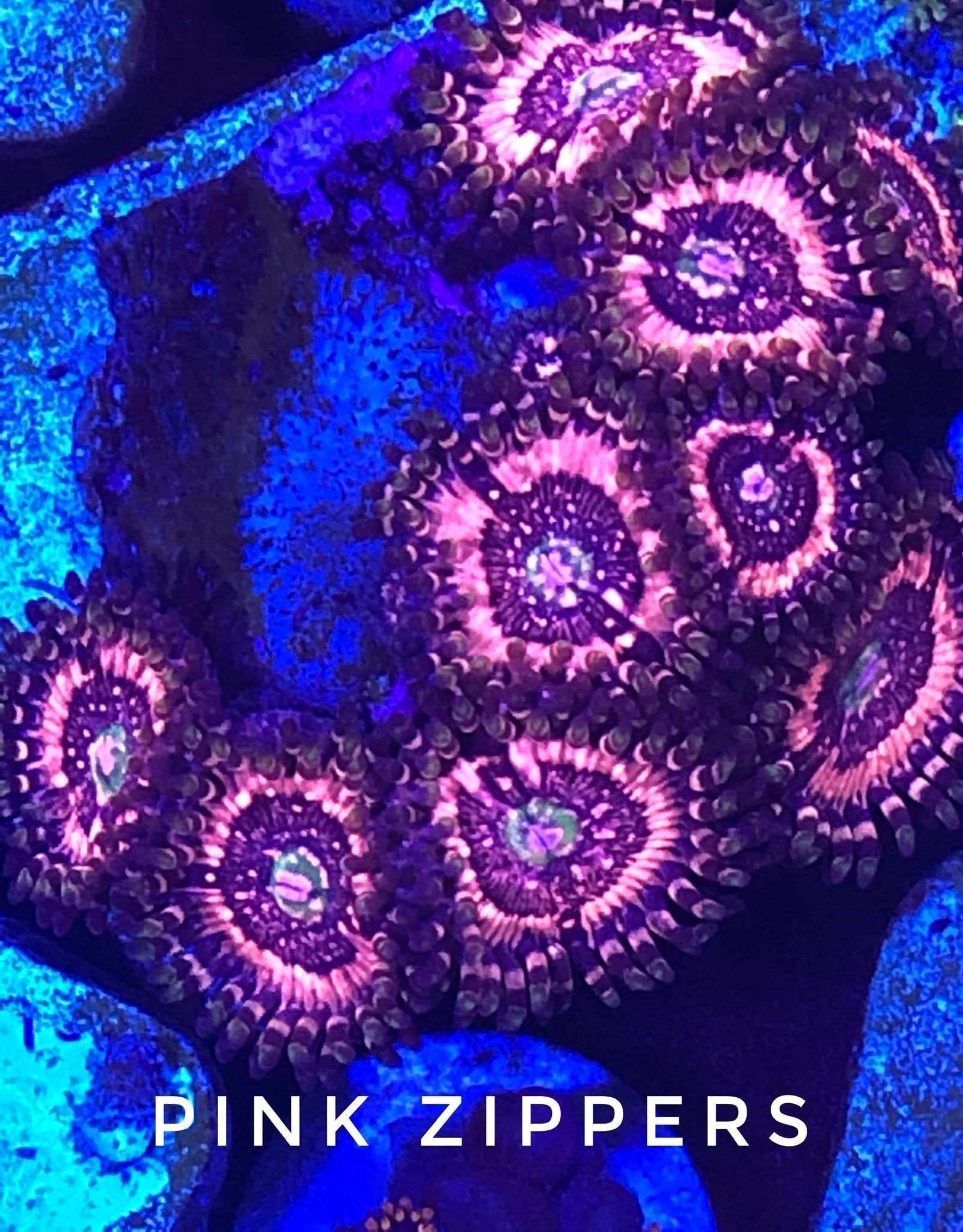 Pink Zipper (Designer)