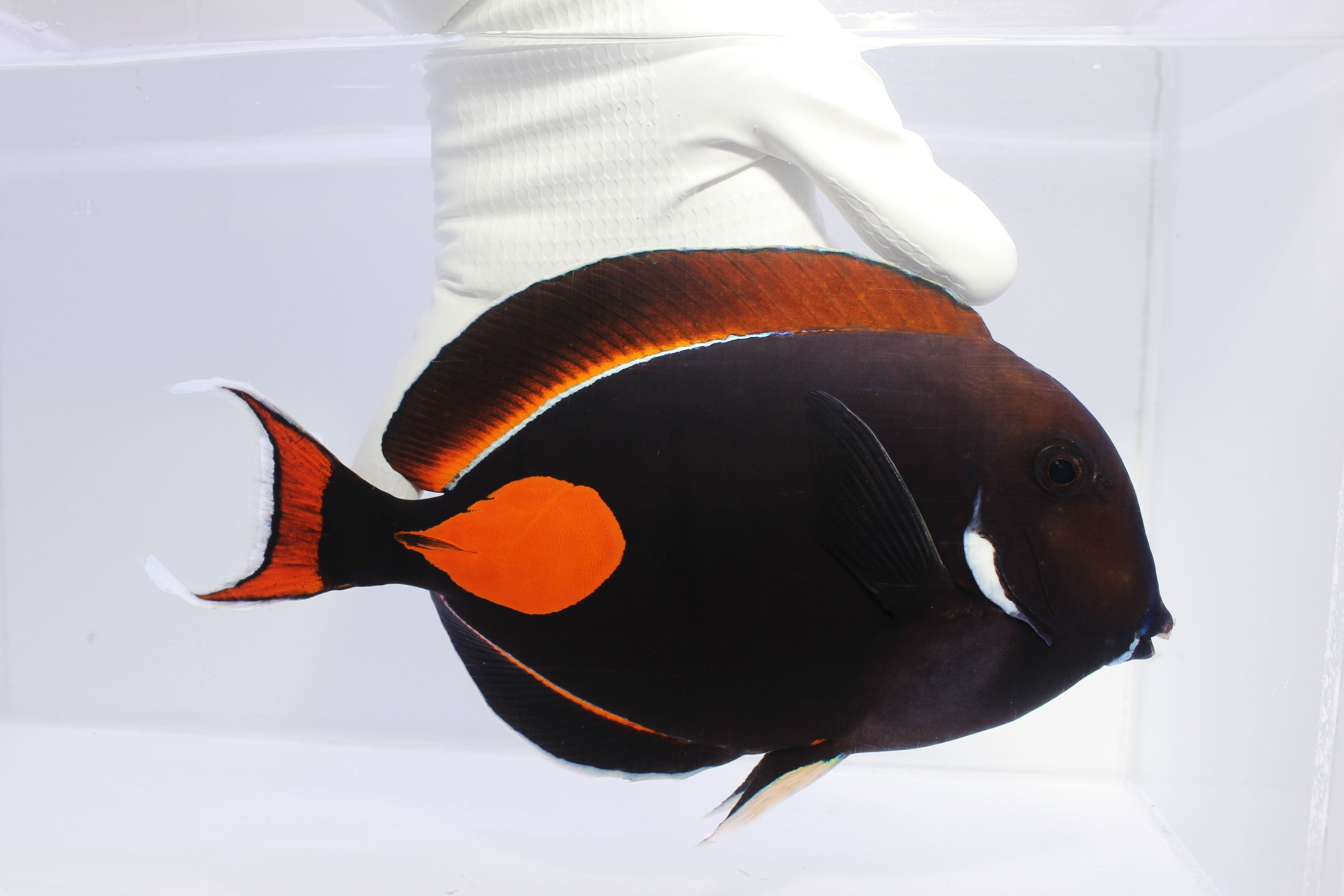 Achilles Tang (Acanthurus achilles)12/31(Pre-Order)