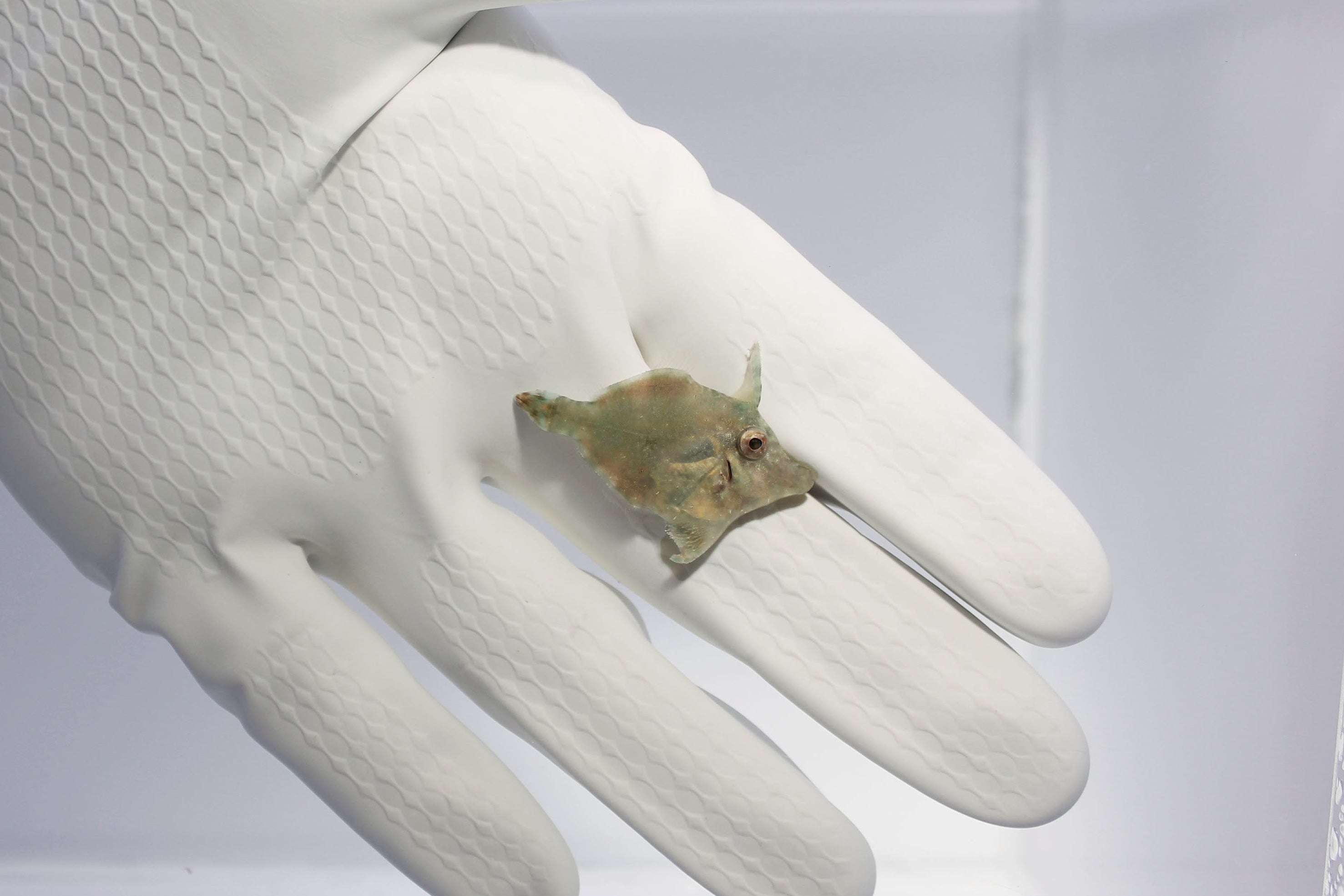 Aiptasia Eating Filefish (Acreichthys tomentosus)7/21(pre-order)