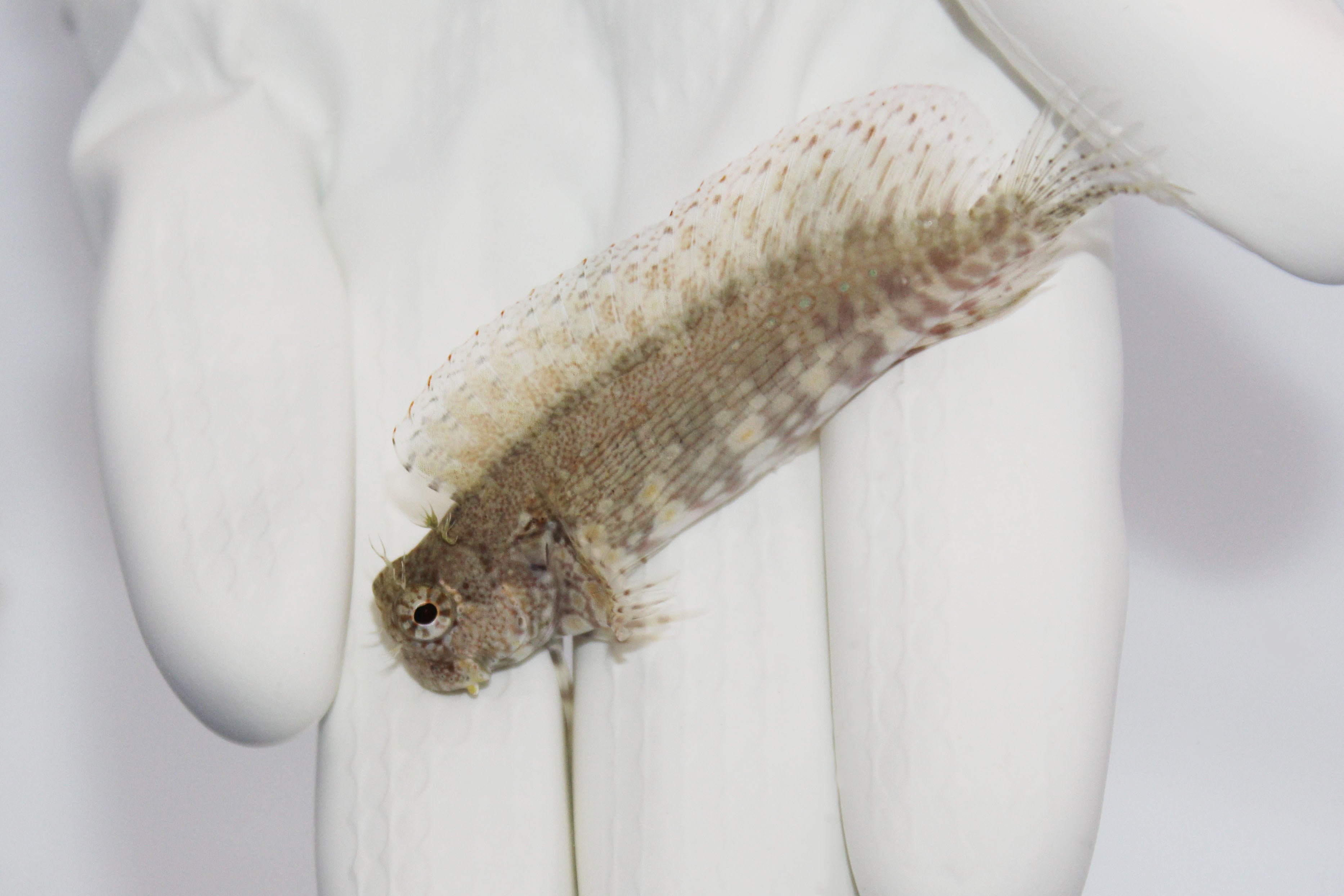 Lawnmower Blenny (Salarias fasciatus) grazing algae on live rock

Quarantined Lawnmower Blenny for sale at TSM Aquatics

Reef-safe algae-eating jewel blenny in saltwater aquarium

Jewelled blenny displaying bright spots and active grazing behavior