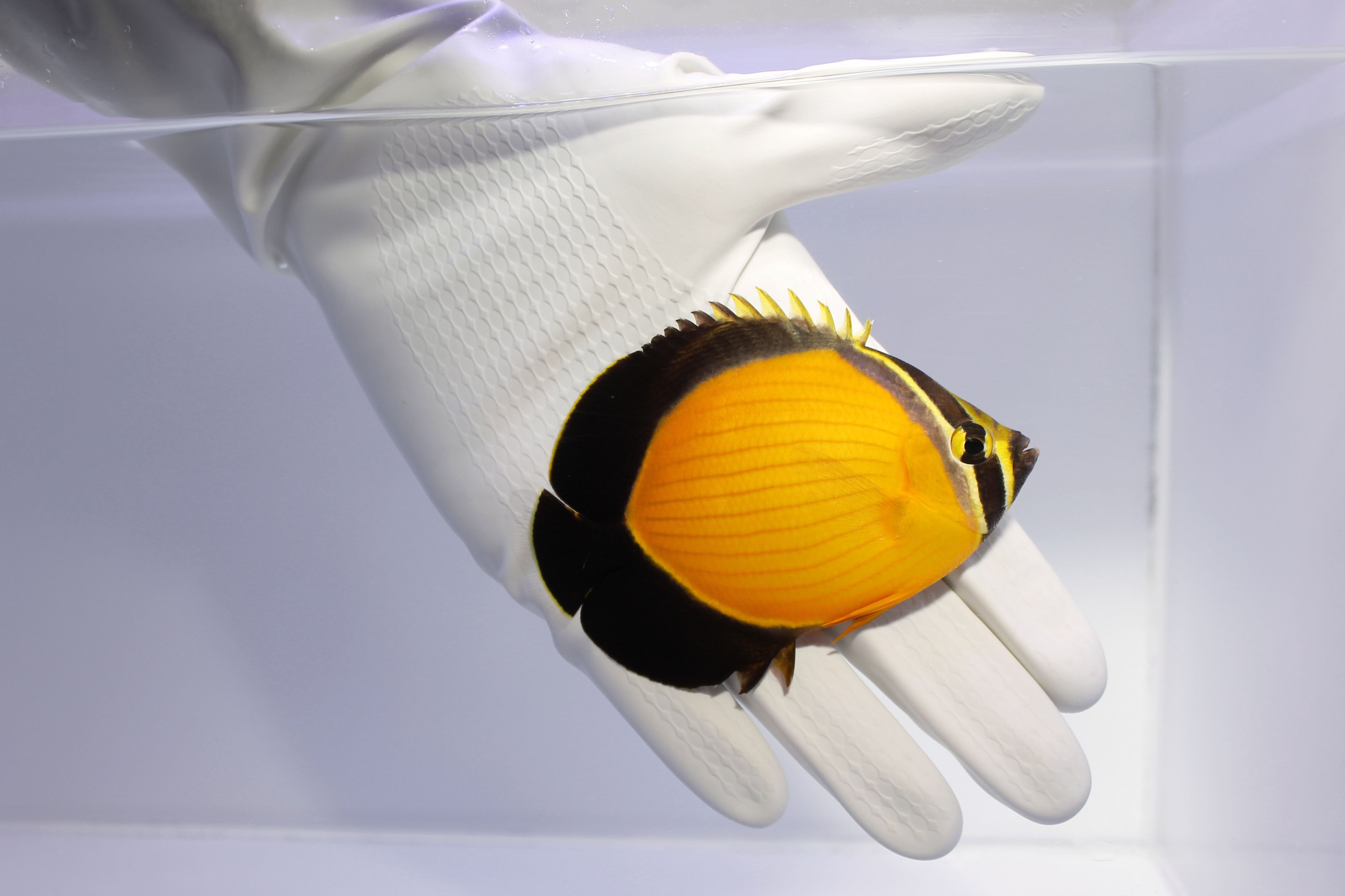Arabian Butterflyfish (Chaetodon melapterus)3/1(Pre-order)