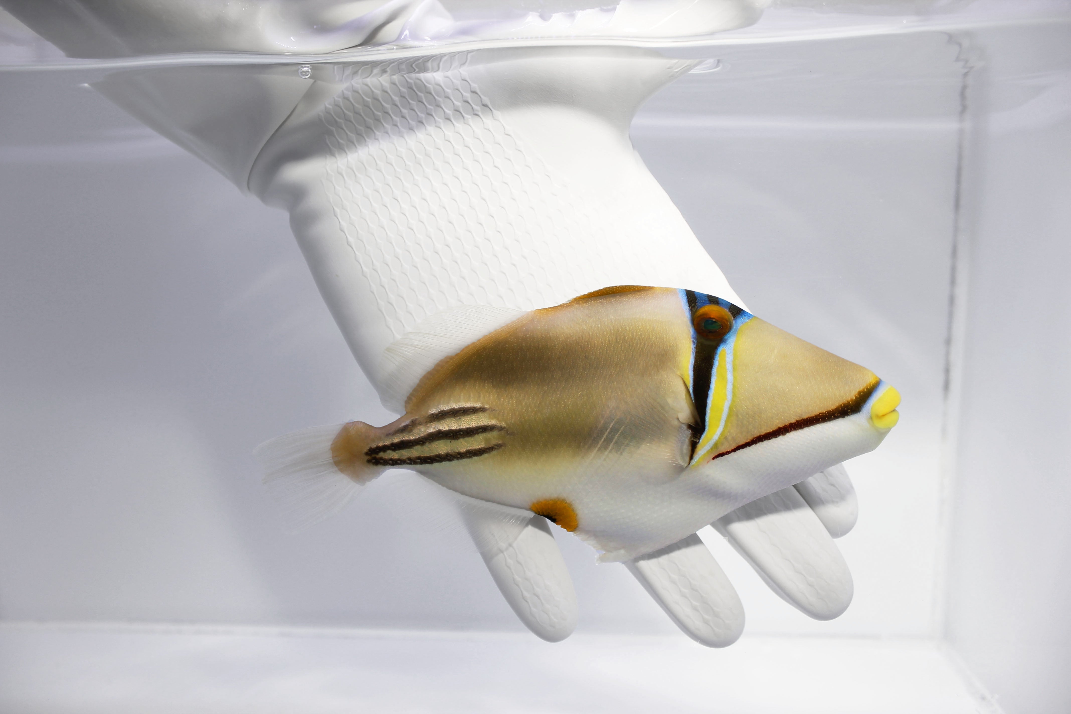 Assasi Triggerfish (Rhinecanthus assasi )