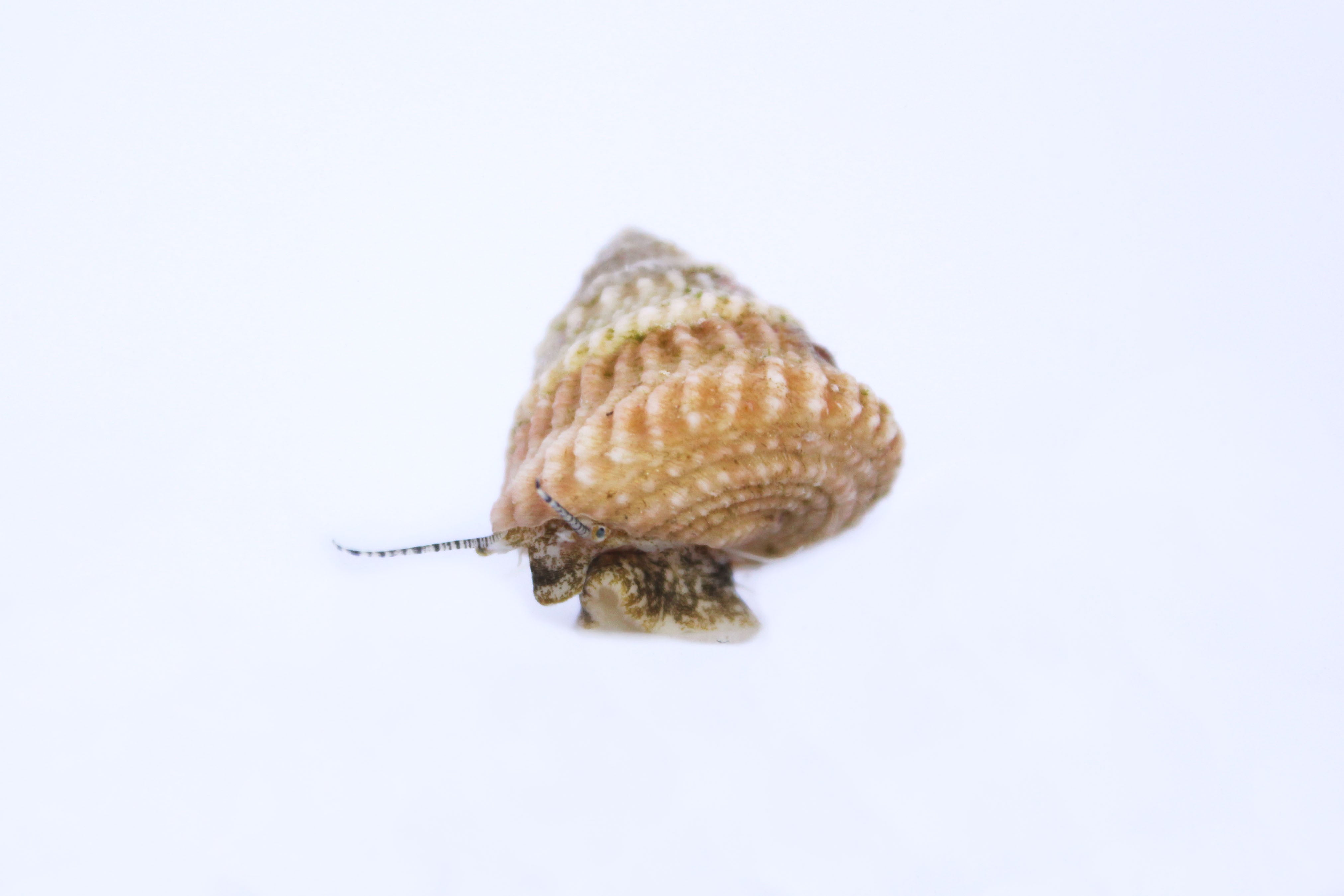 Astraea Snail (Astraea tecta)