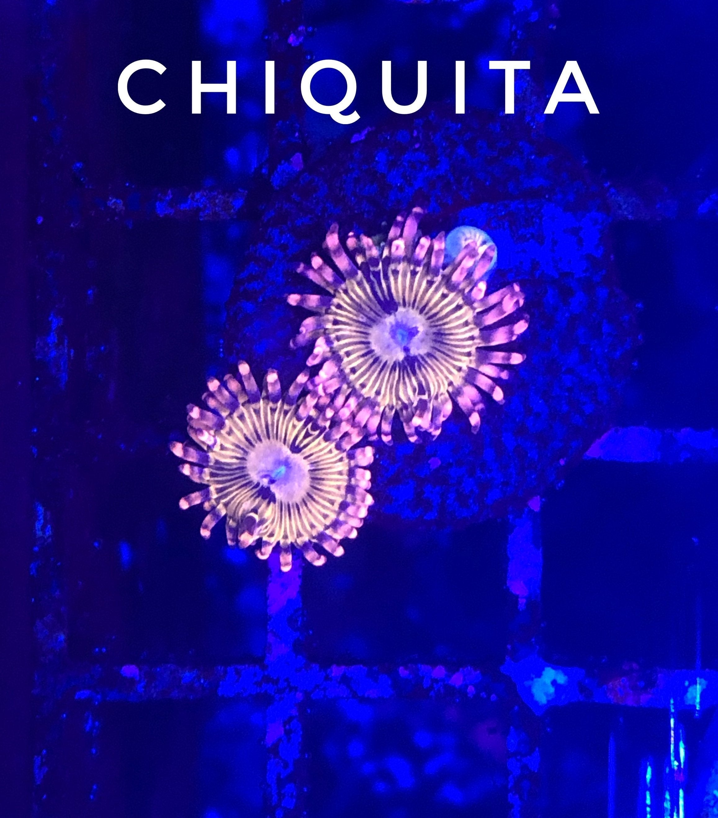 Chiquita