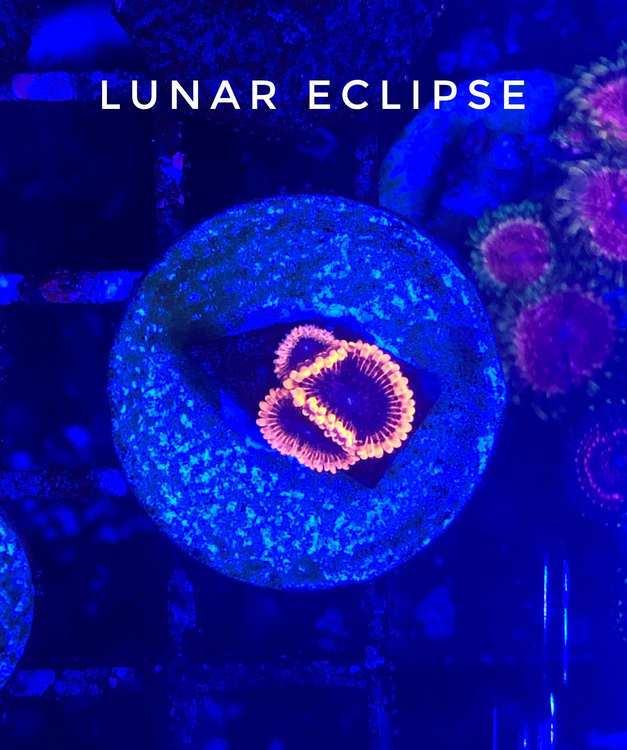 Lunar Eclipse (Designer)