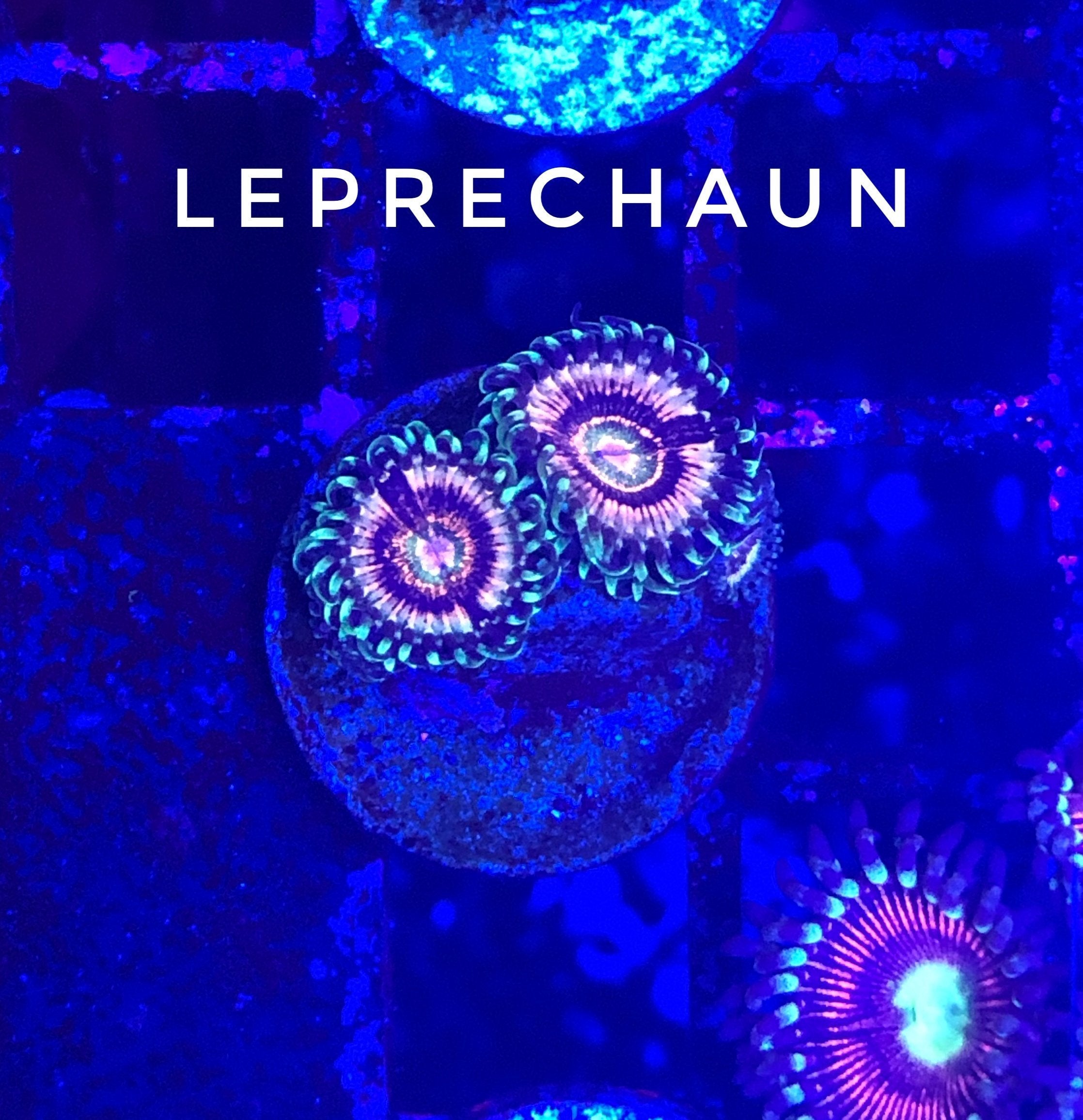 Leprechaun (Designer)