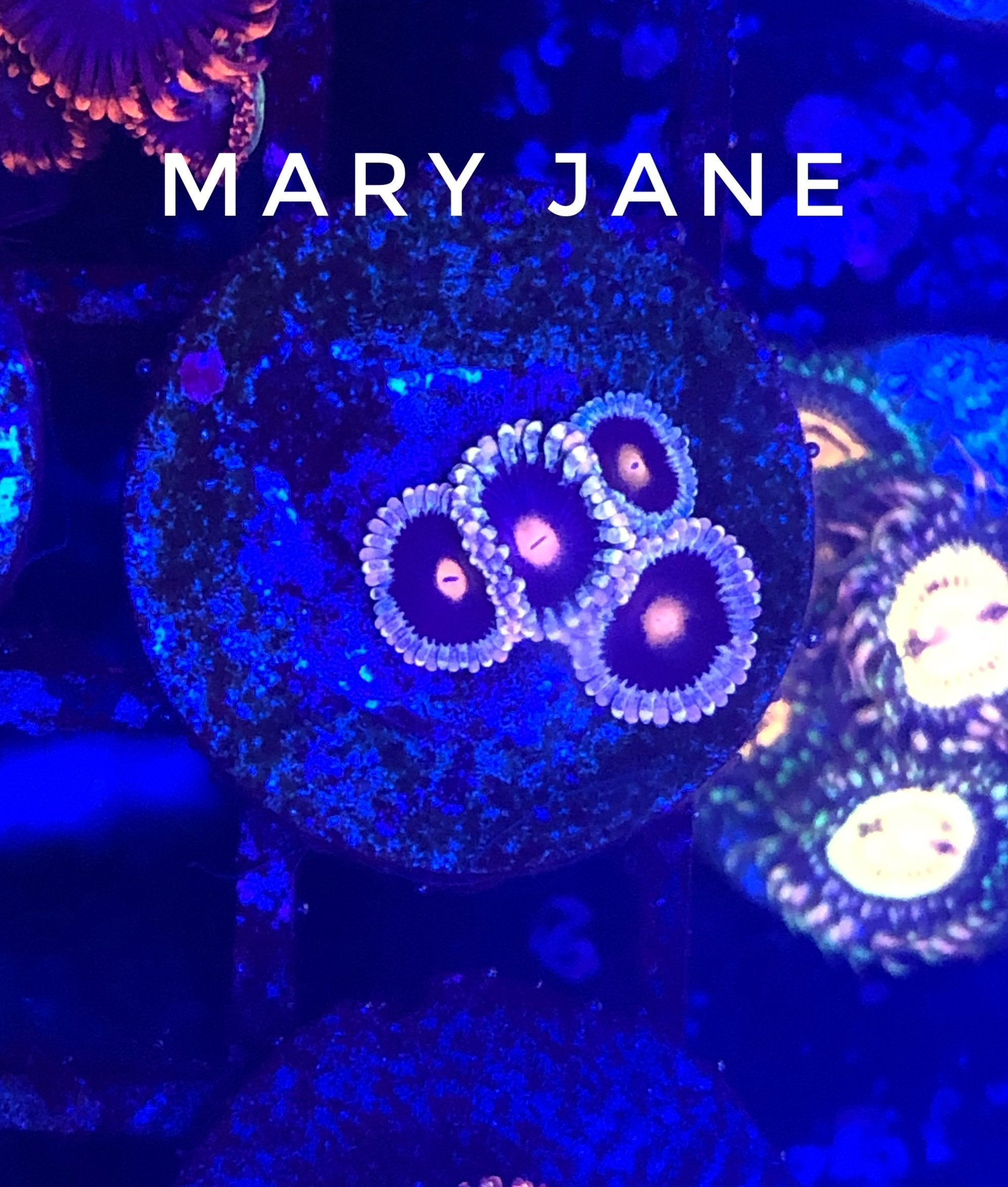 Mary Jane (Designer)