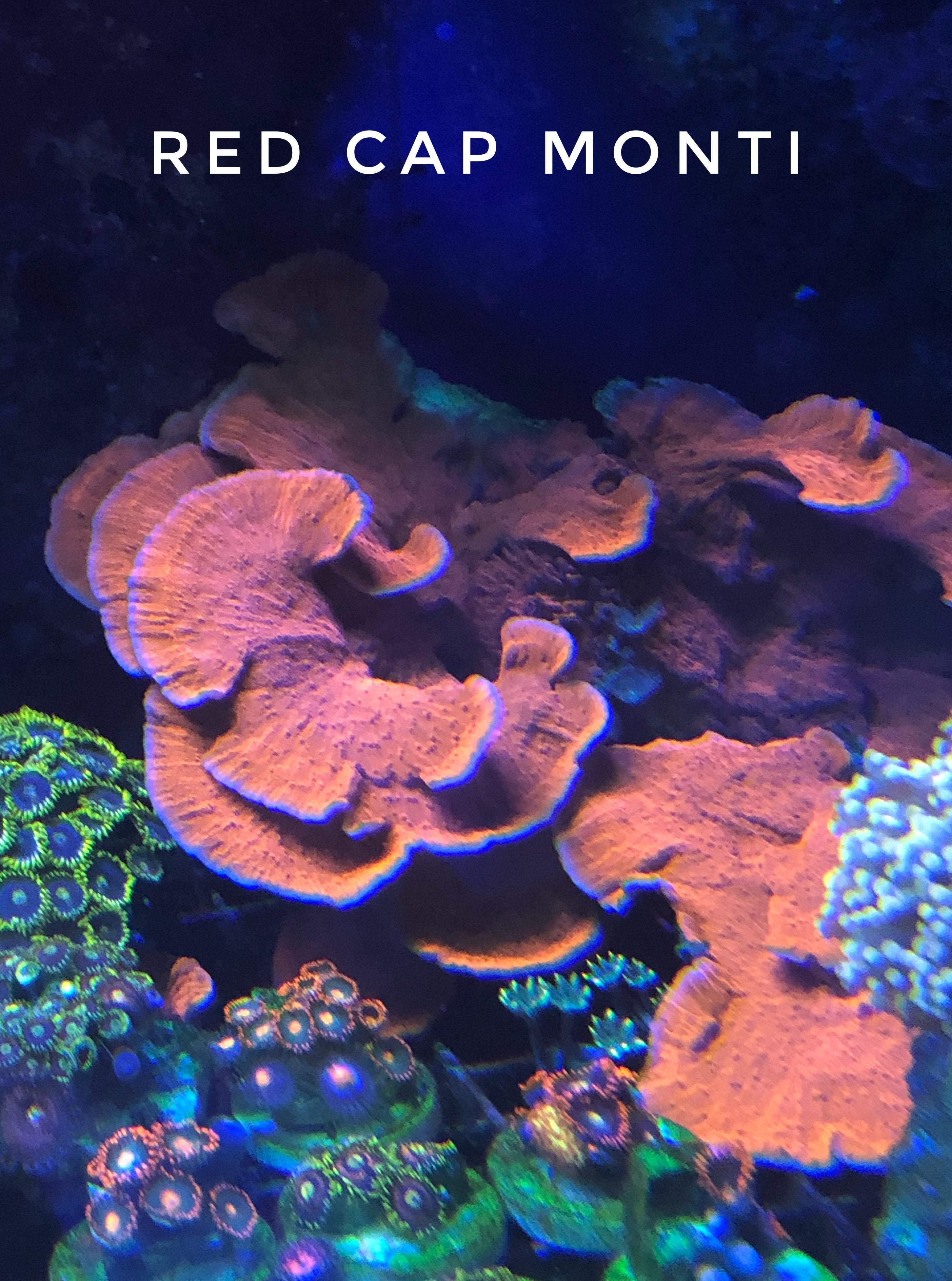 Red Cap Montipora
