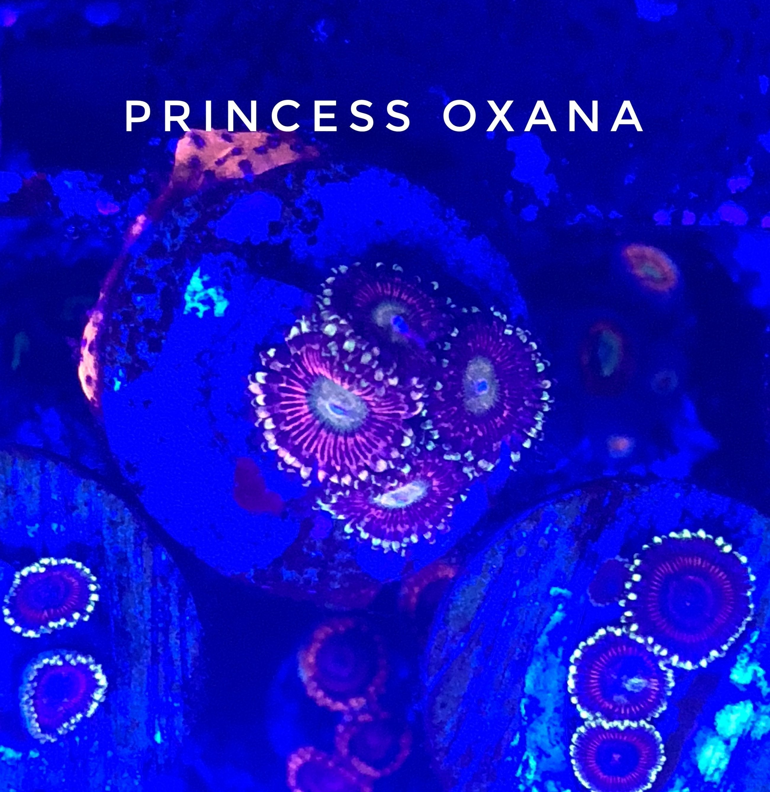 Princess Oxana (Designer)