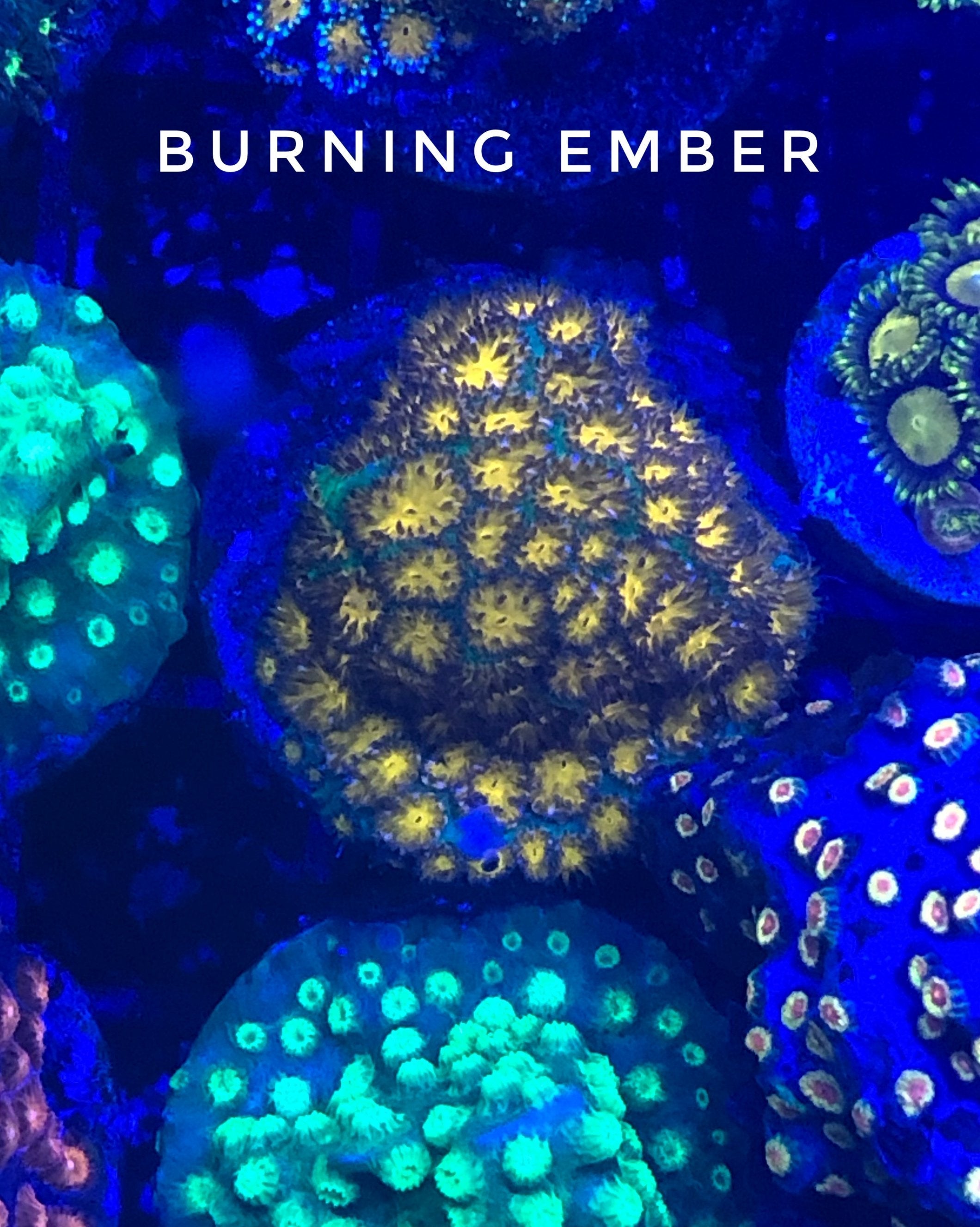 Burning Ember Lepastrea