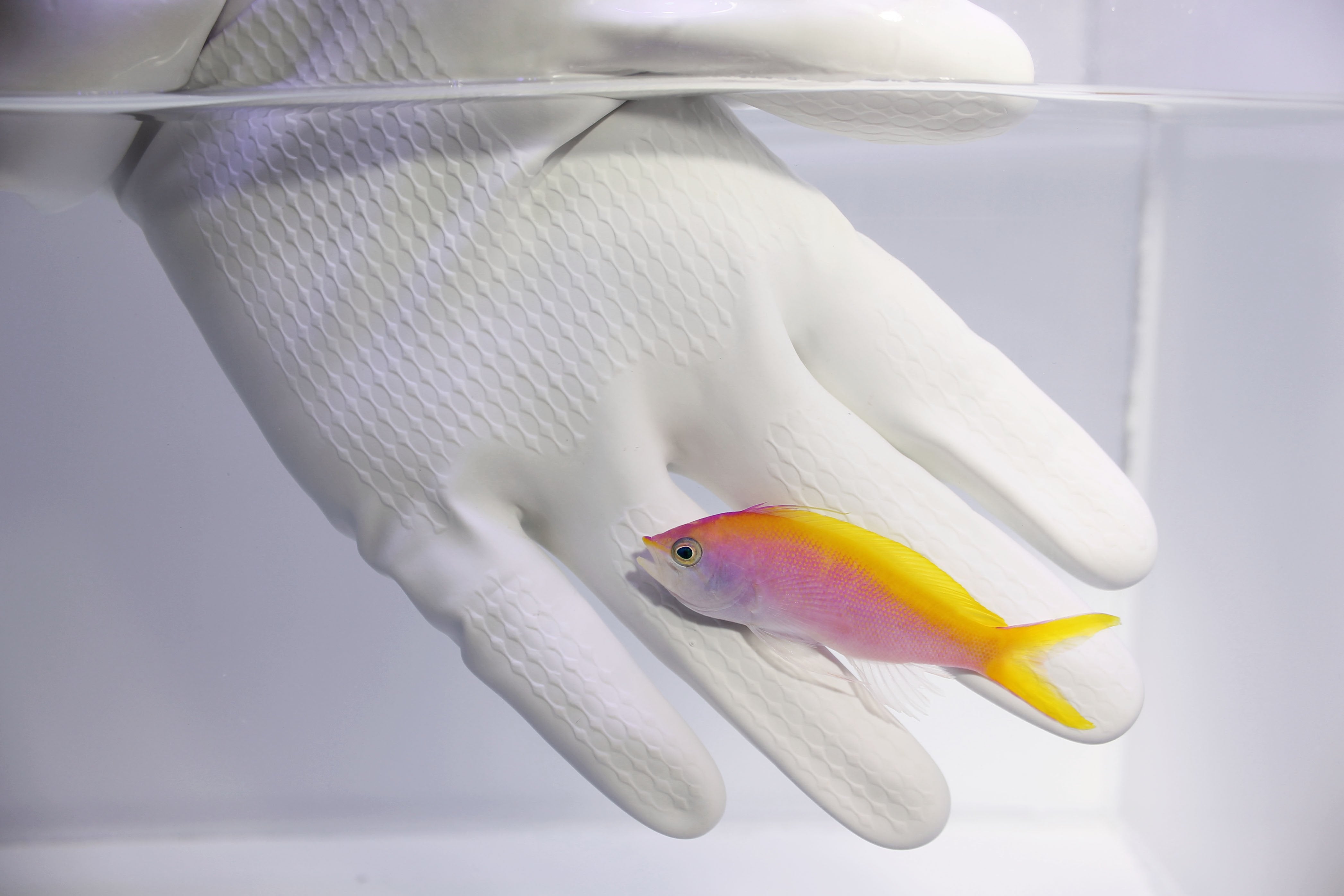 Bartlett's Anthias (Pseudanthias bartlettorum)