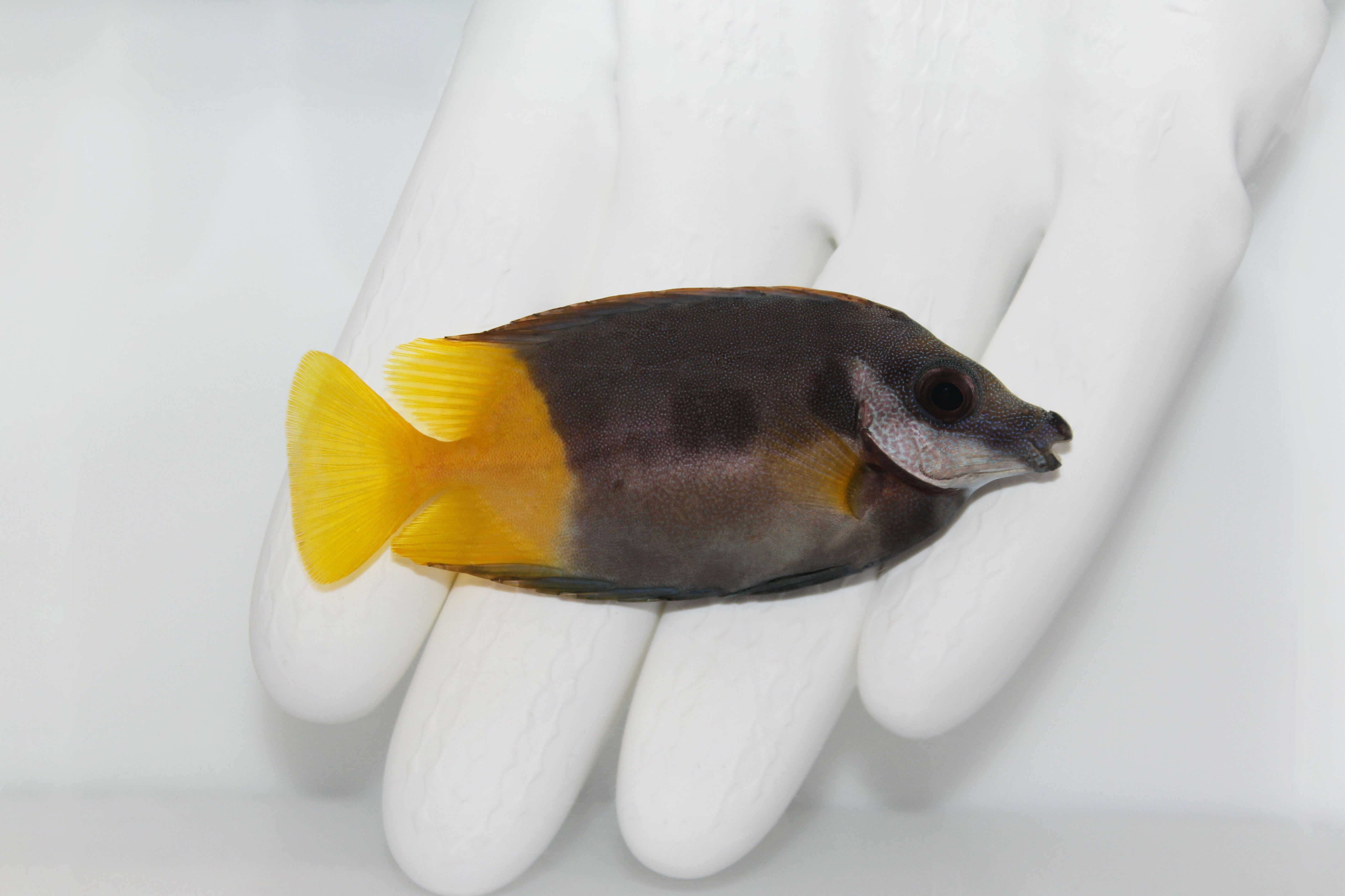Bicolor Foxface (Siganus uspi)(pre-order)5/2
