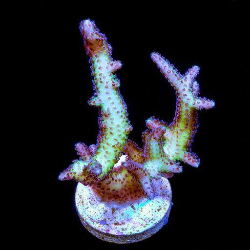 Bird Of Paradise Birdsnest