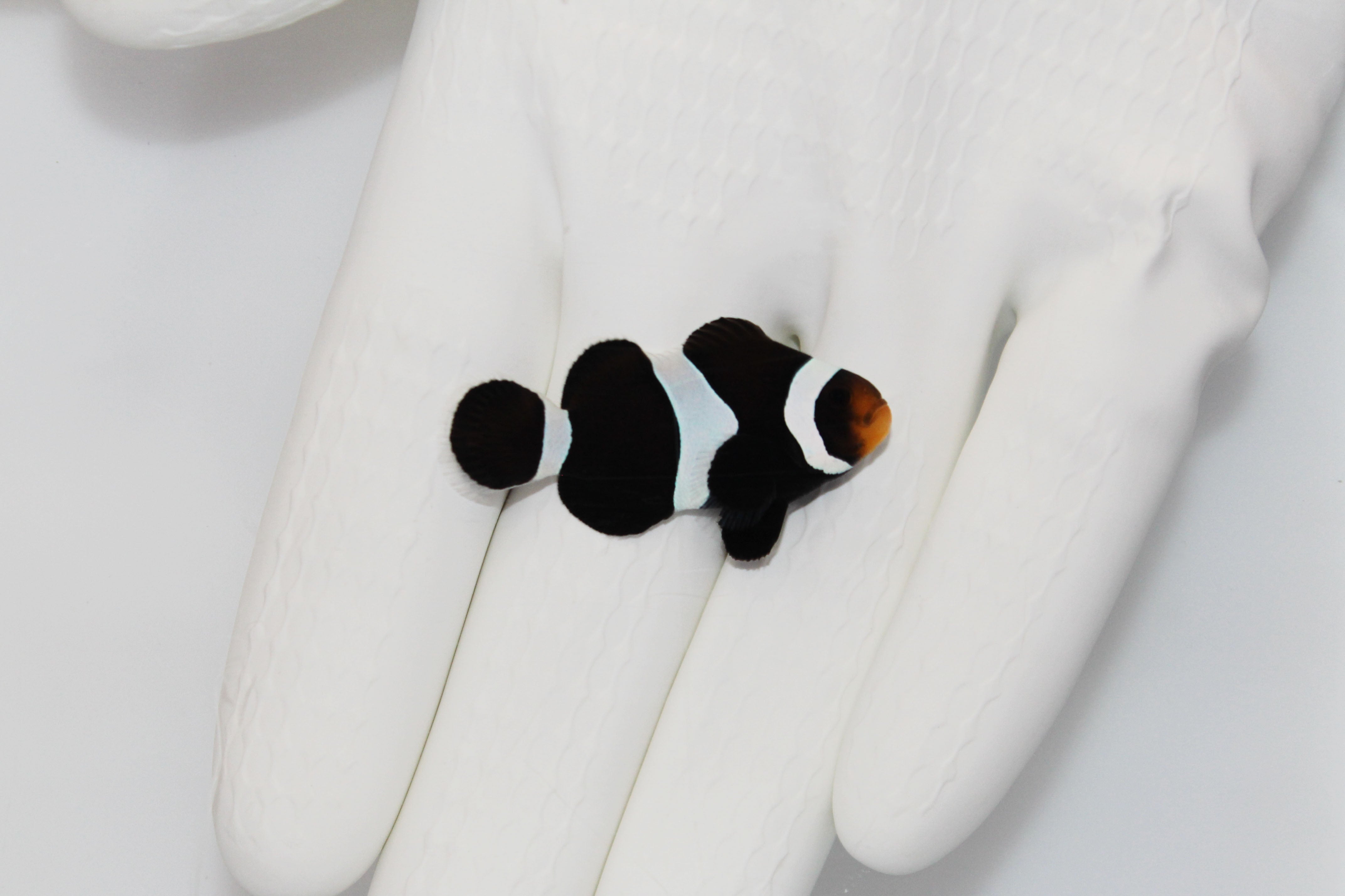 Black Ocellaris Clownfish (Amphiprion ocellaris) Captive Bred