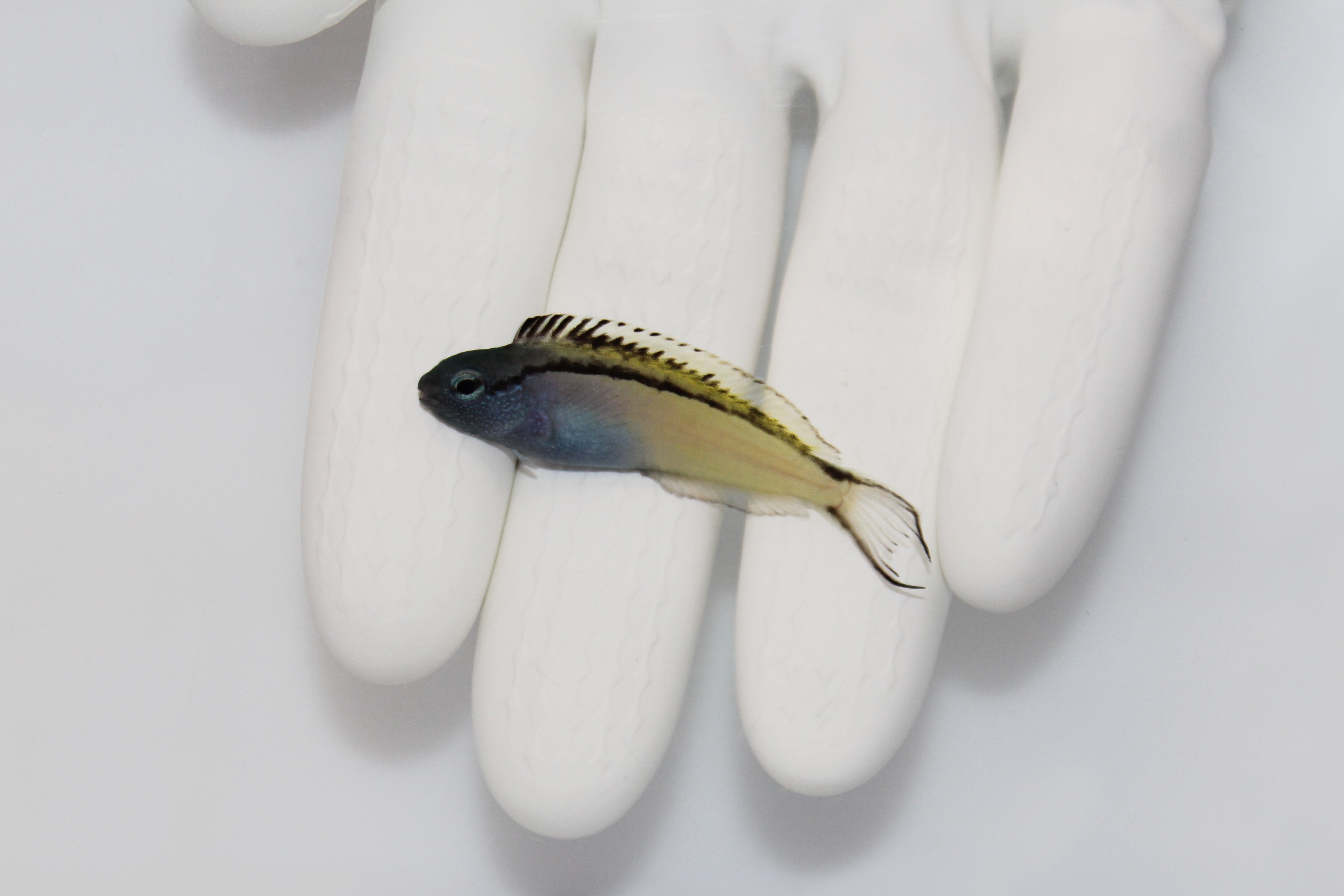 Blackline Blenny (Meiacanthus nigrolineatus)