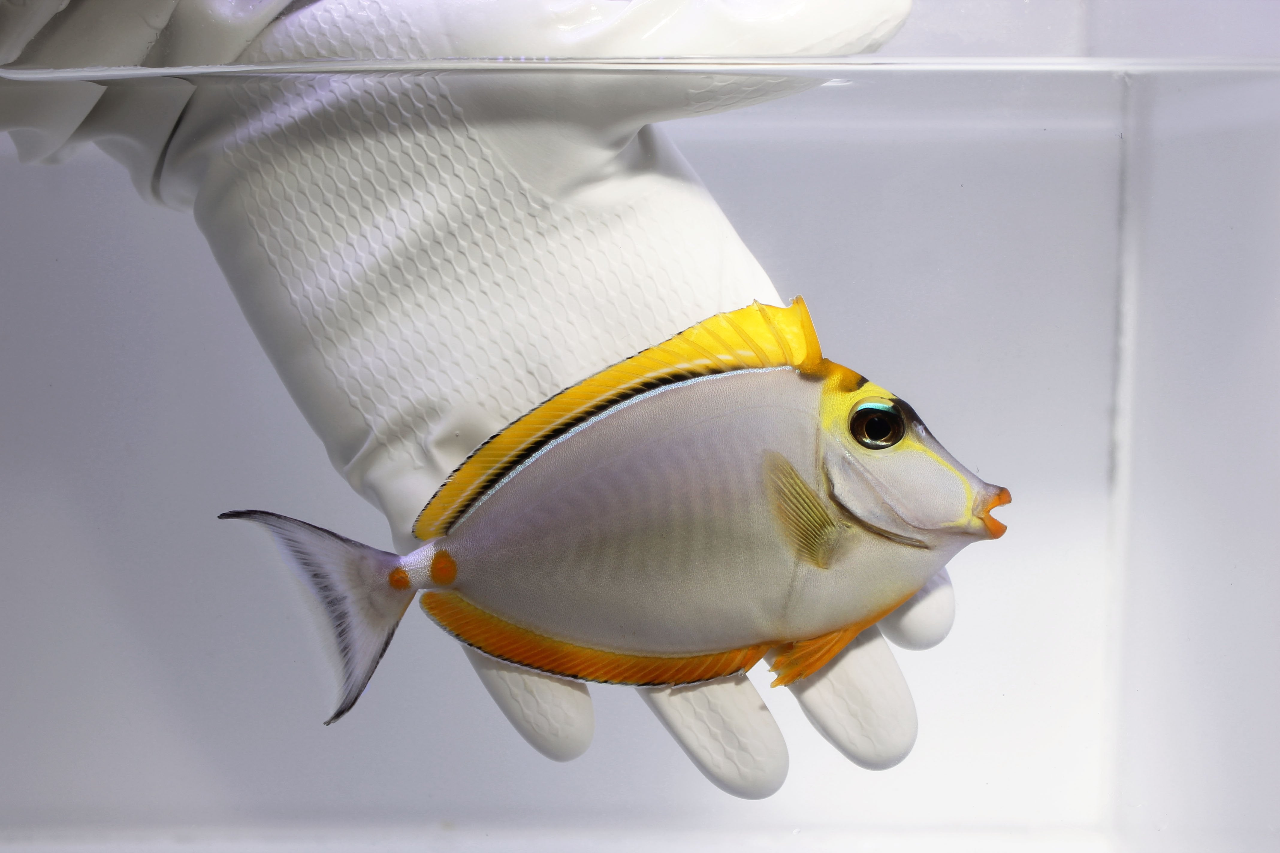 True Blonde Naso Tang (Naso elegans)6/12 (Pre-Order)