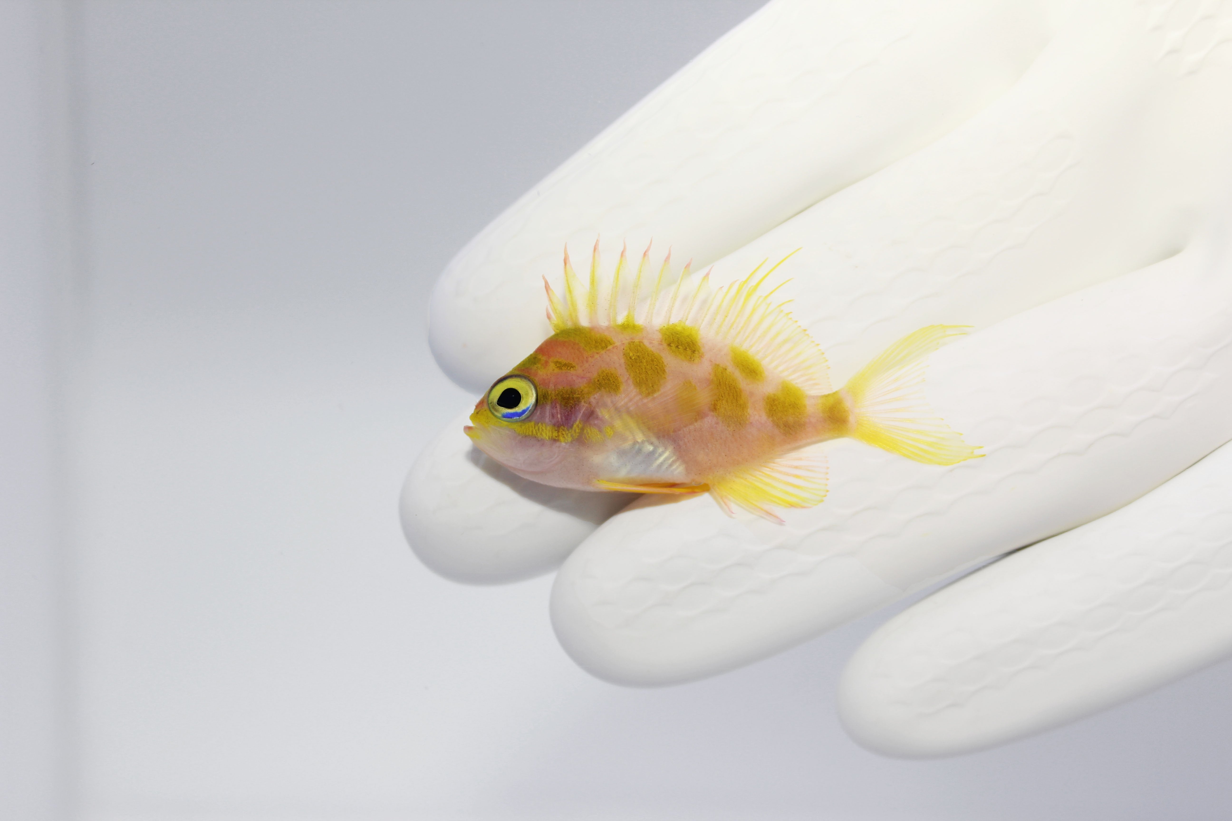 Borbonius Blotchy Anthias (Odontanthias borbonius) with mottled orange and pink pattern

Deepwater Blotchy Anthias hovering near reef rock

Rare Blotchy Anthias mid-swim with blotchy coloration

Borbonius Anthias close-up showing yellow spotted blotchy pattern

Reef-safe Borbonius Blotchy Anthias in aquarium setting
