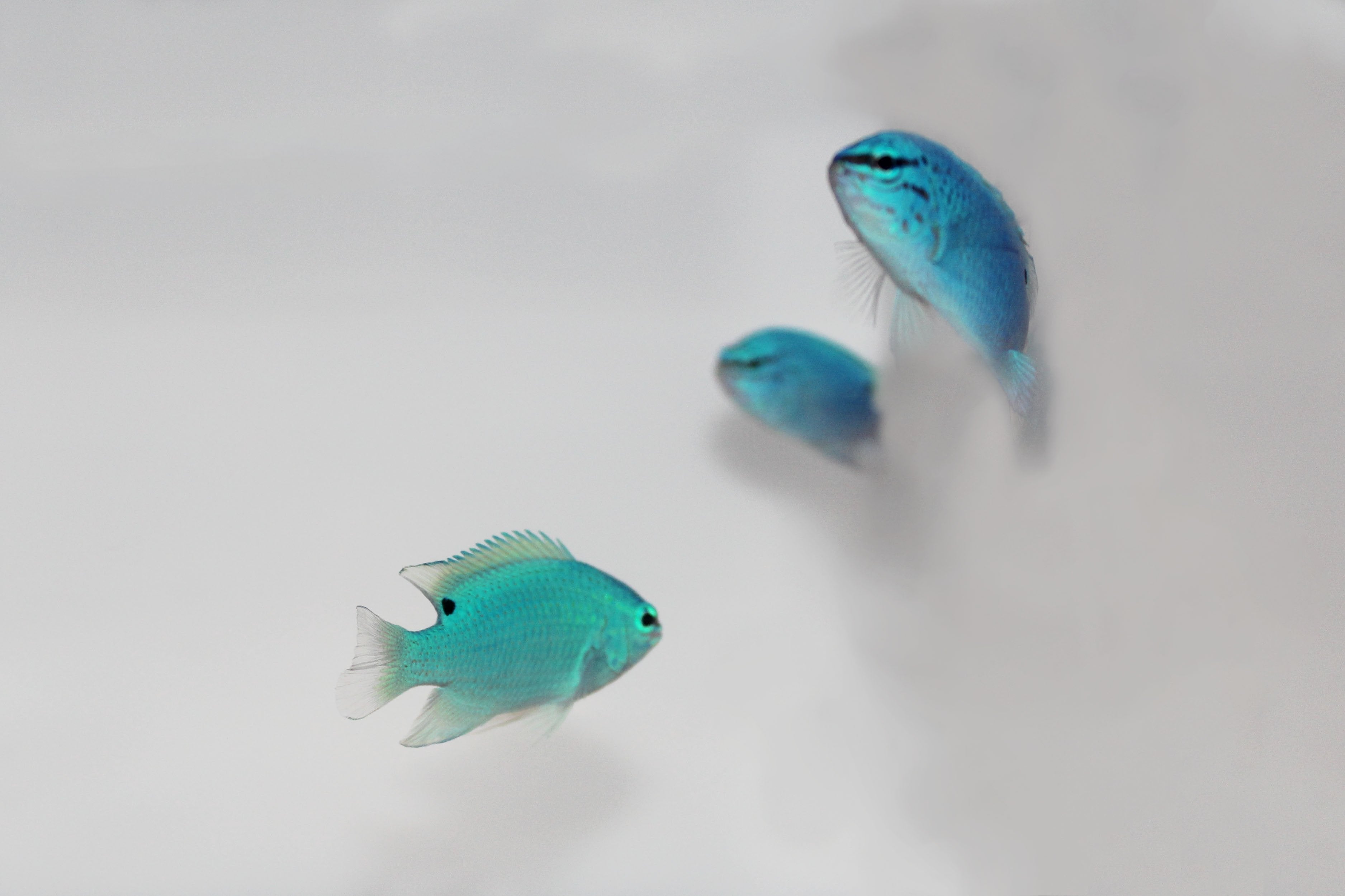 Blue Damsel (Chrysiptera cyanea)12/1(pre-order)