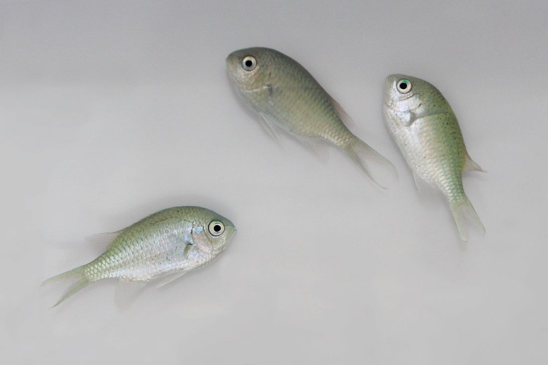 Blue/Green Chromis | Saltwater Fish Near Me | TSM Corals