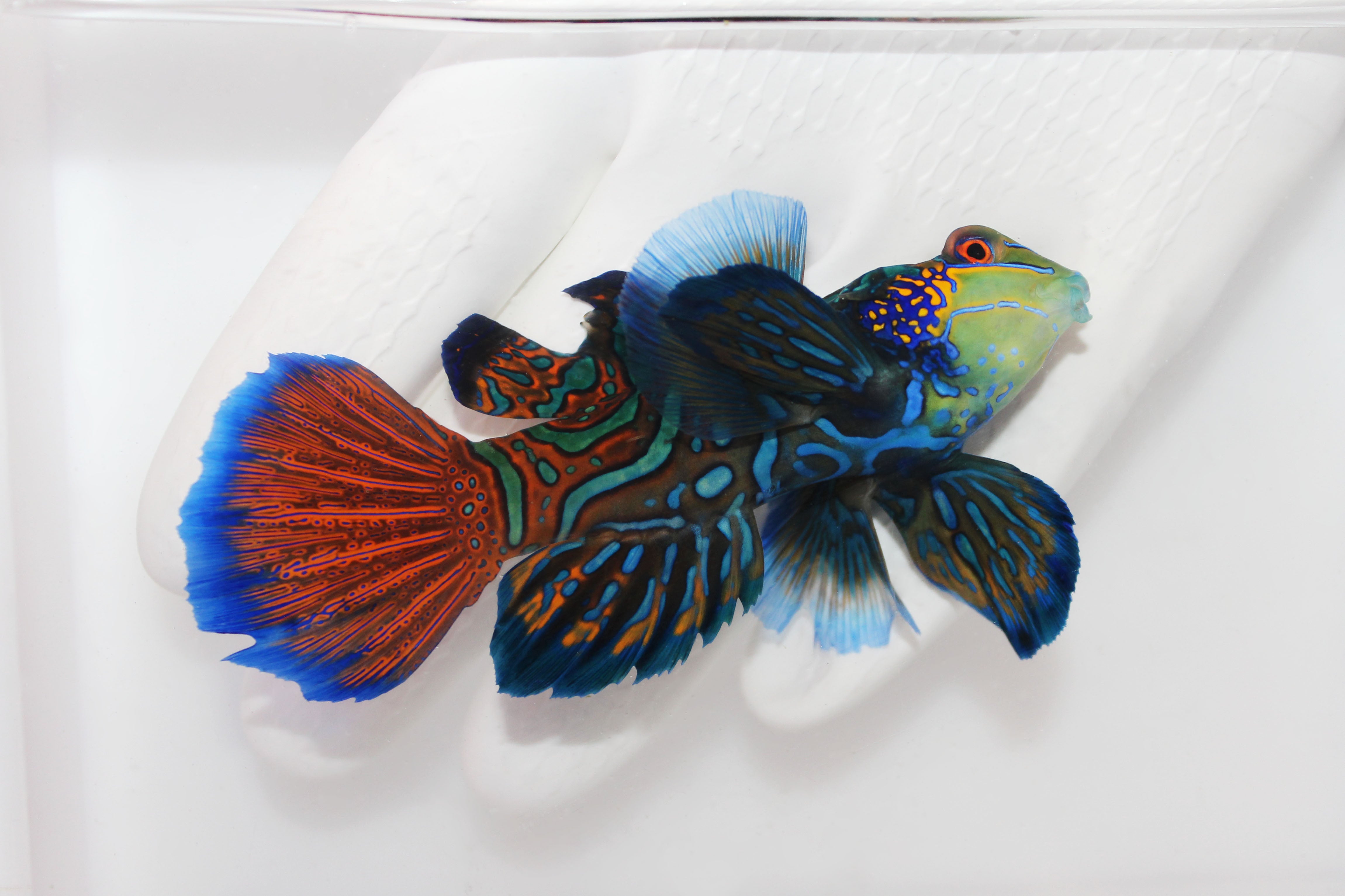 Blue Roo Mandarin Fully QT Mandarin Available Now