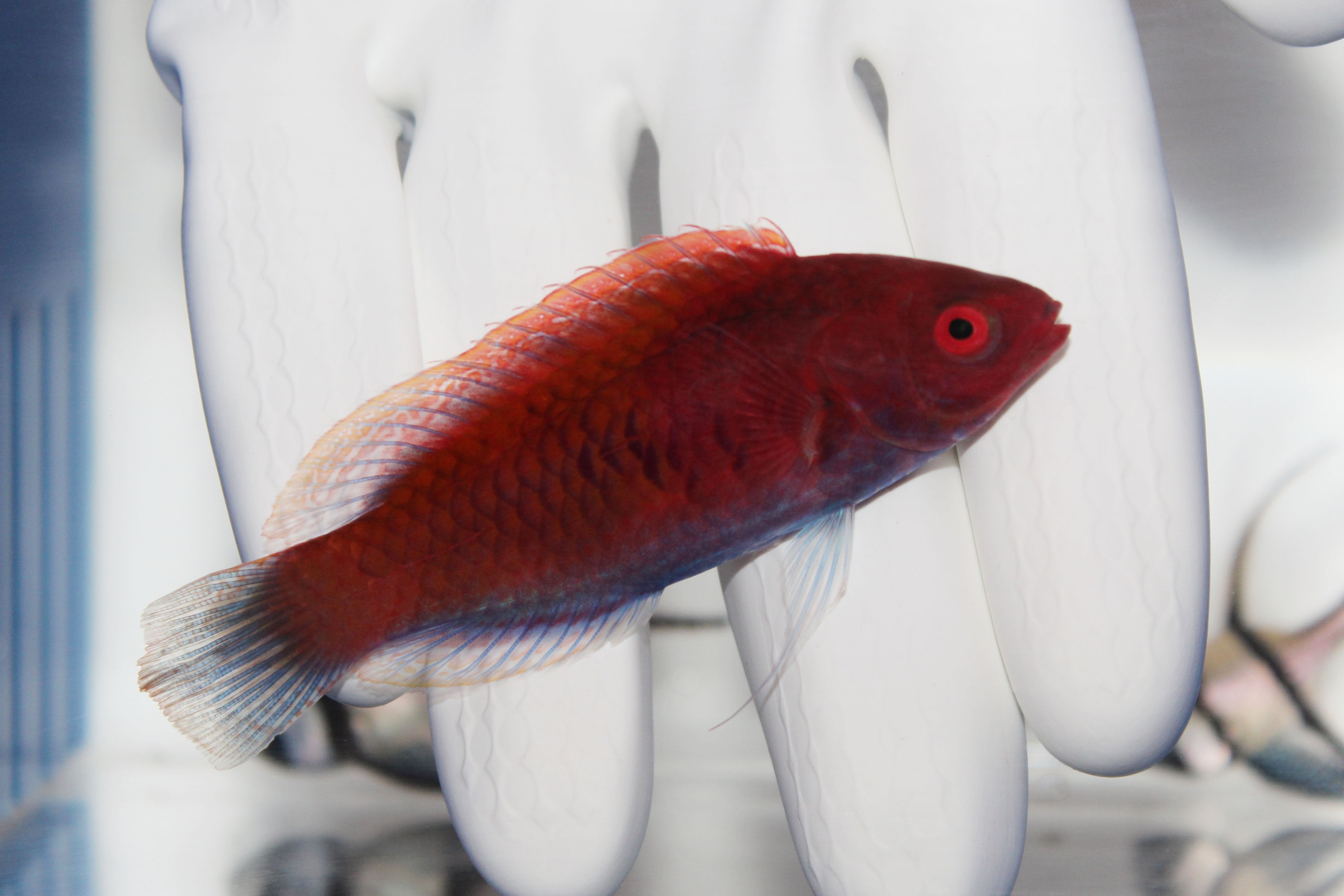 Blue Sided Fairy Wrasse (Cirrhilabrus cyanopleura)