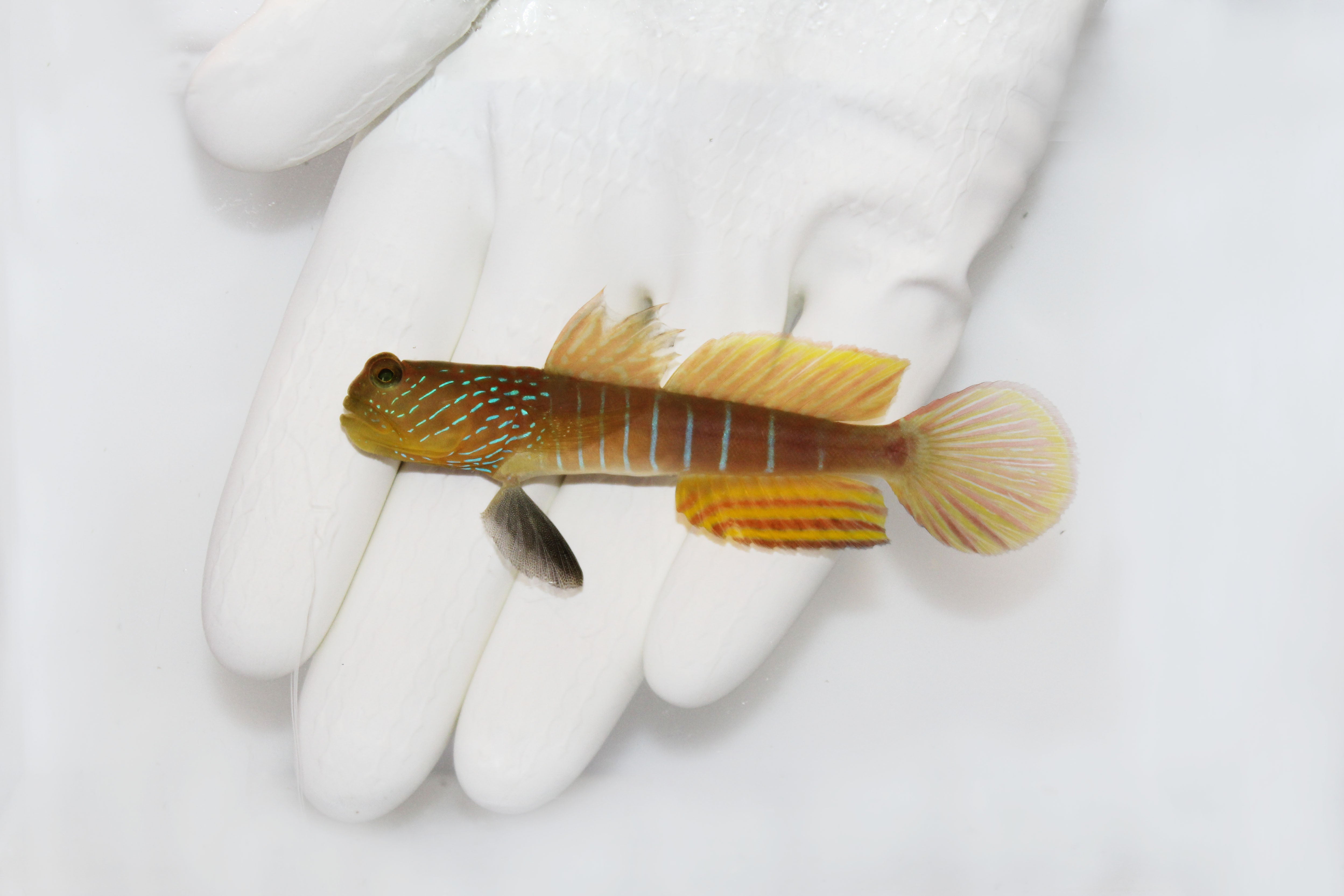 Blue Streak Watchman Goby (Cryptocentrus cyanotaenia)