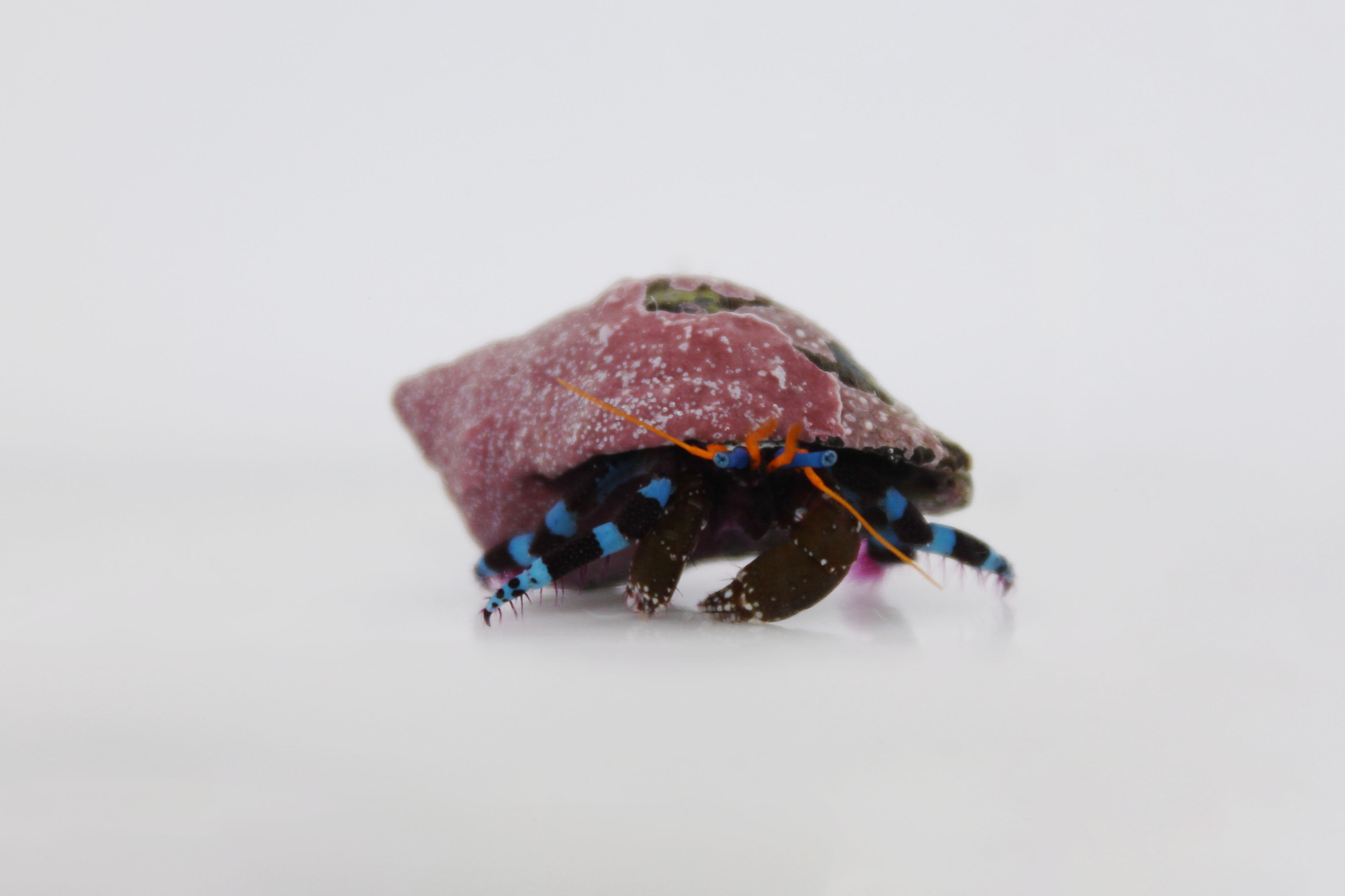Electric Blue Hermit Crab (Calcinus elegans)