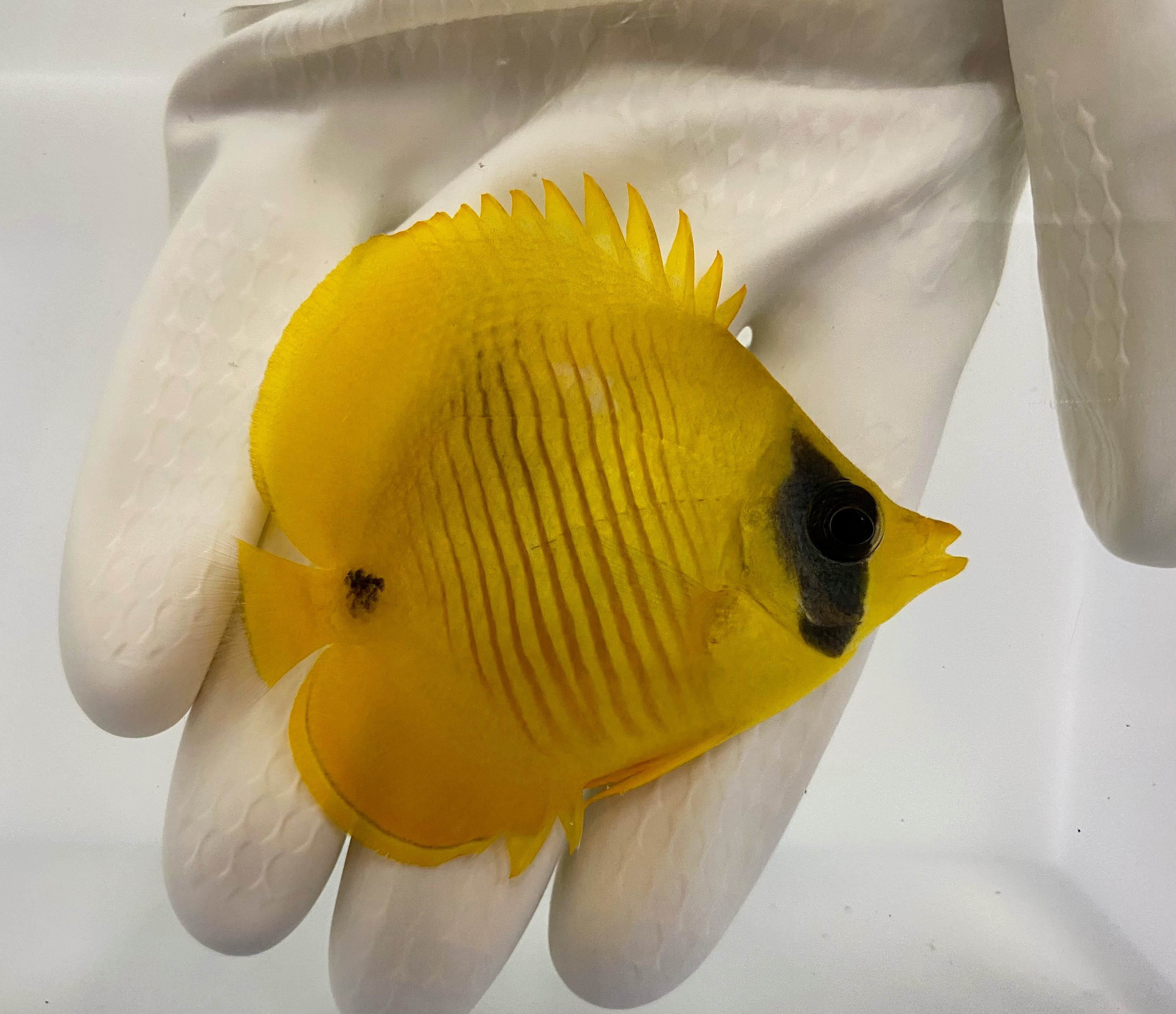Blue Cheek Butterflyfish (Chaetodon semilarvatus)3/1 (Pre-Order)