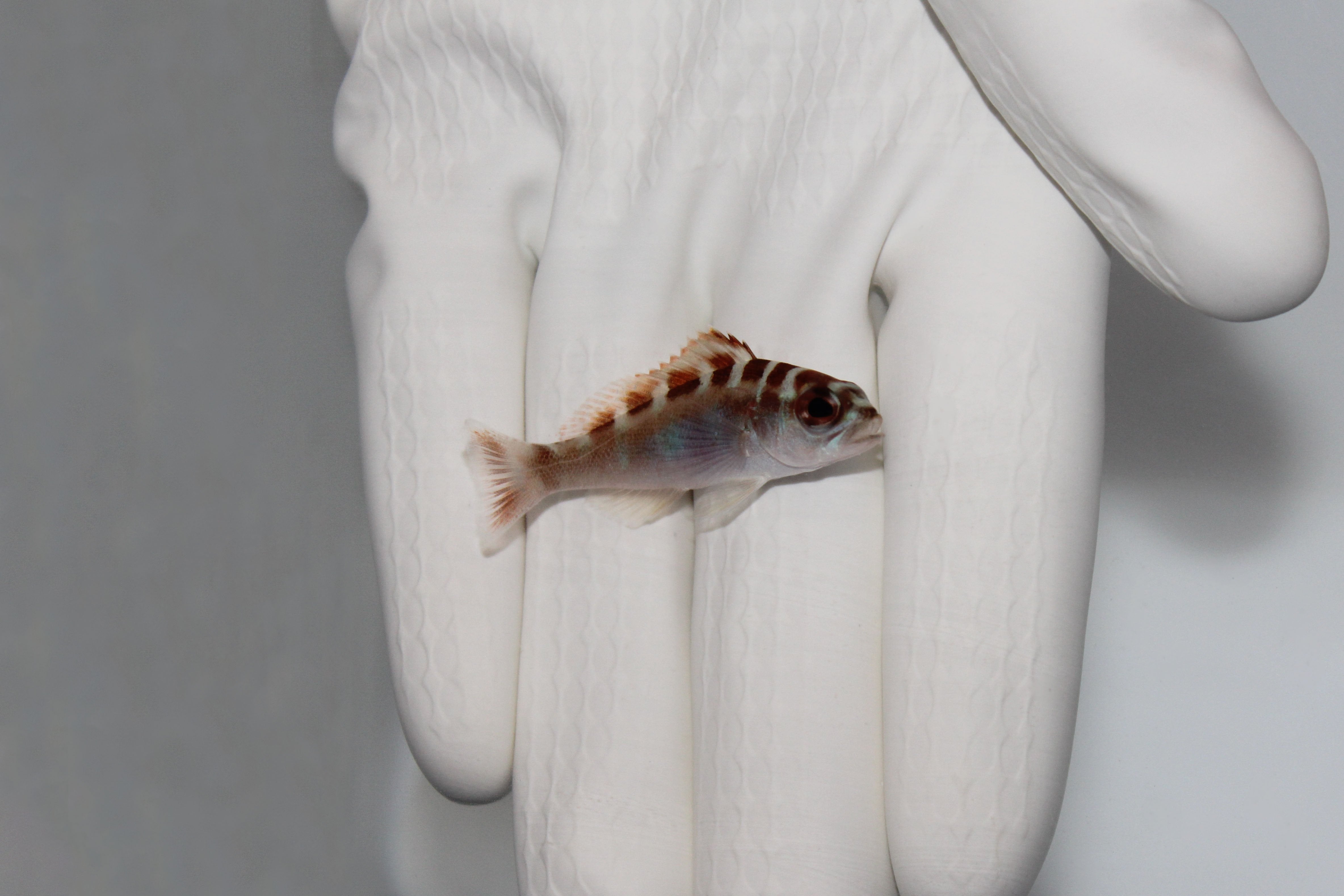 Chalk Bass (Serranus tortugarum)