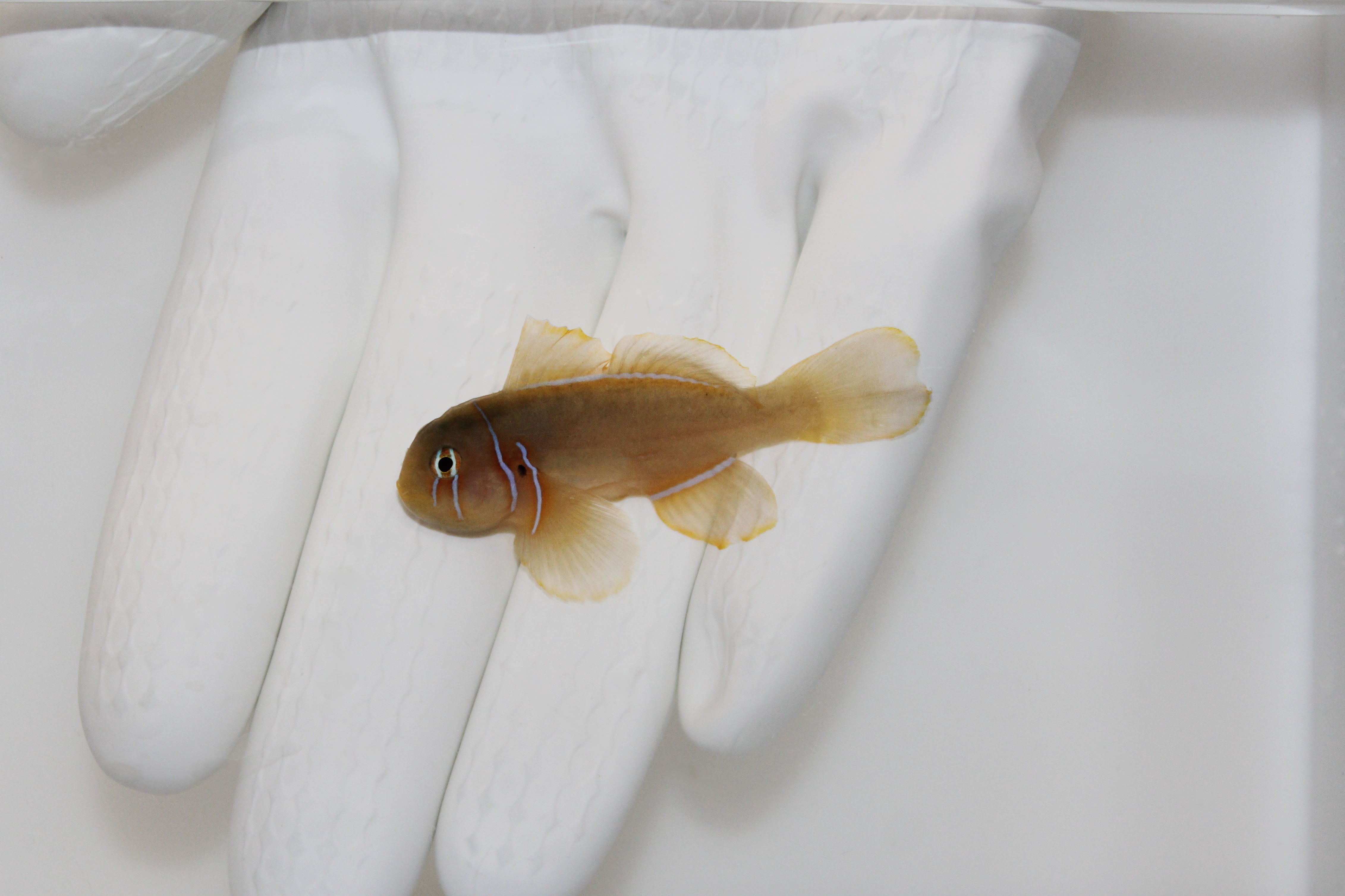 Citron Goby (Gobiodon citrinus)10/20(pre-order)
