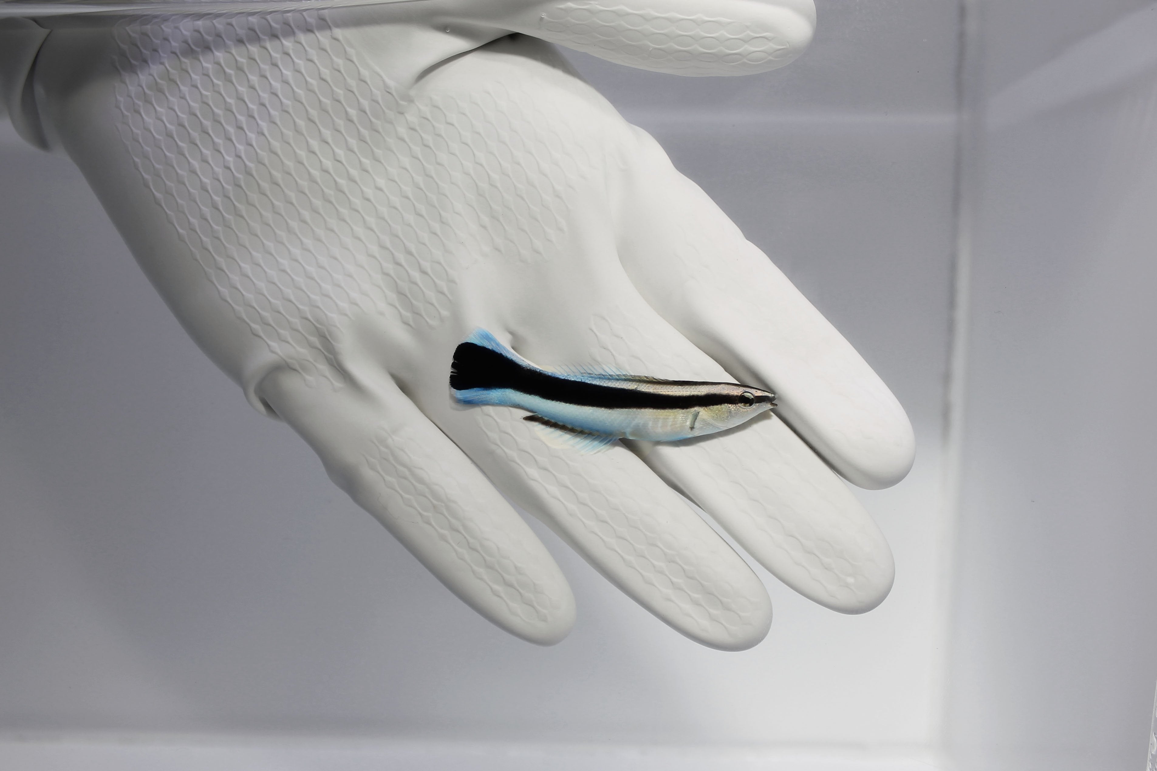 Blue Streak Cleaner Wrasse (Labroides dimidiatus)